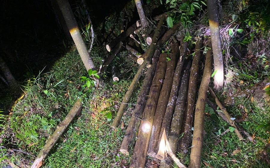 Gia Lai: Nhanh chóng làm rõ nhóm đối tượng dùng ô tô đi trộm gỗ - Ảnh 2. Gia Lai: Nhanh chóng làm rõ nhóm đối tượng dùng ô tô đi trộm gỗ - Ảnh 2.