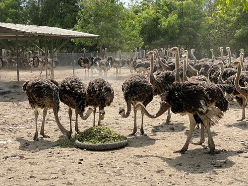 Khánh Hòa "biến" đà điểu thành đặc sản - Ảnh 1. Khánh Hòa "biến" đà điểu thành đặc sản - Ảnh 1.