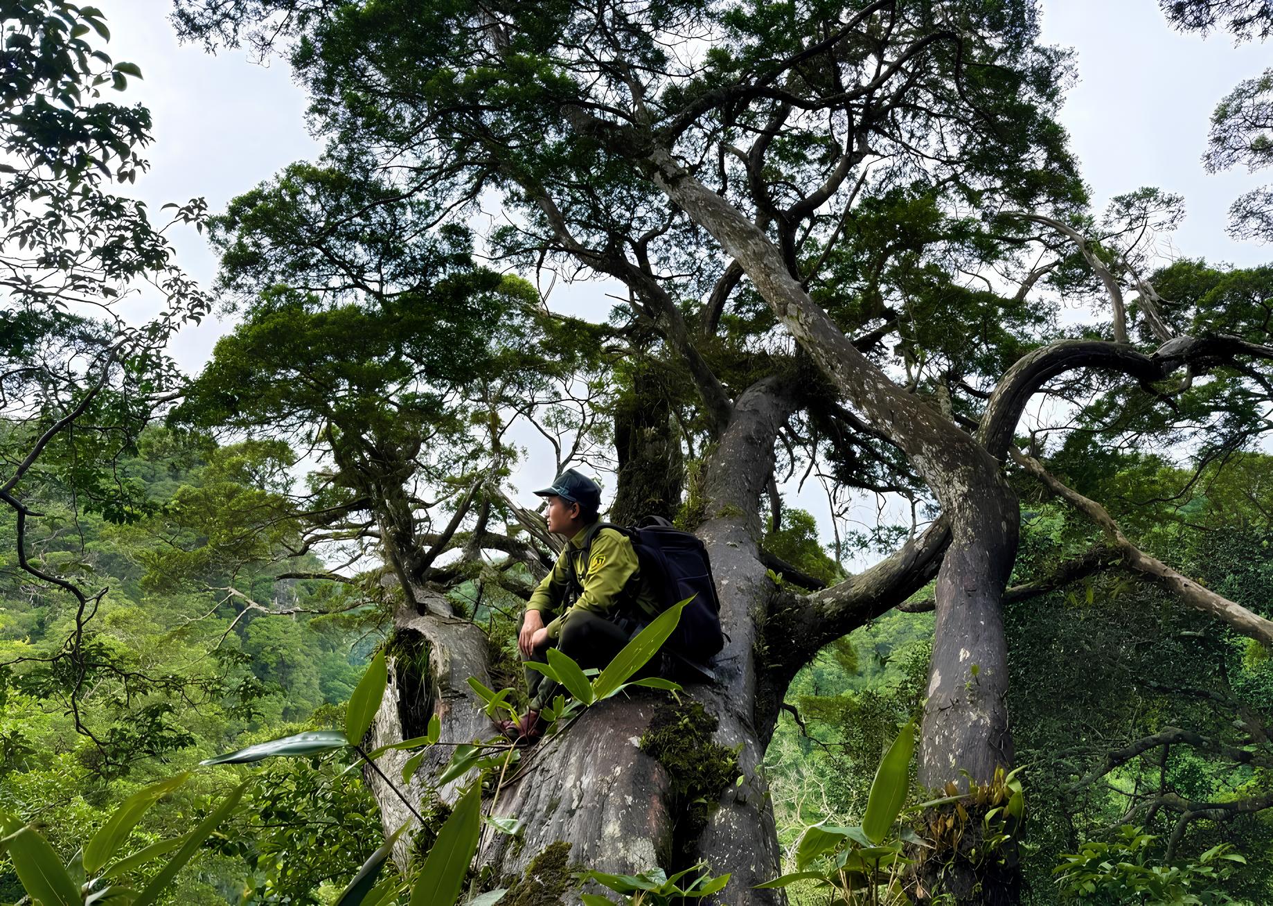 Khám phá Bách xanh đá hơn 500 tuổi tại Phong Nha - Kẻ Bàng đón khách mới - Ảnh 2.