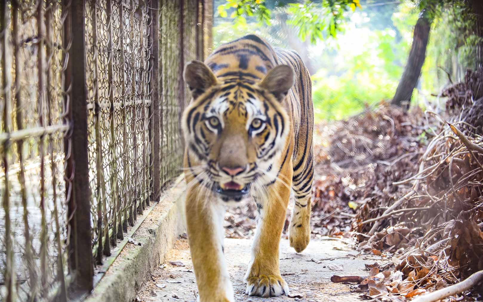 Bắt quả tang một cơ sở đang nuôi nhốt nhiều hổ, gấu, báo tại TPHCM - Ảnh 3.