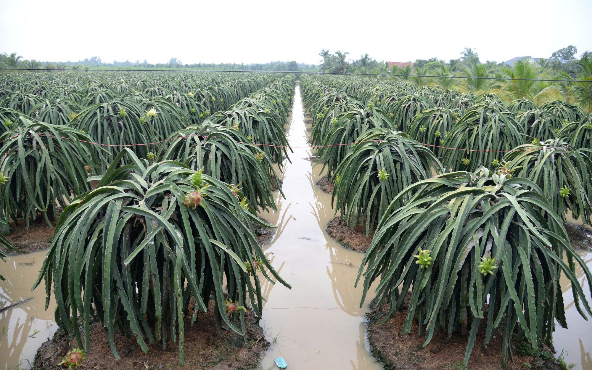 Quốc lộ 62 ở Tây Ninh như “chiếc áo” không còn chỗ vá - Ảnh 6.