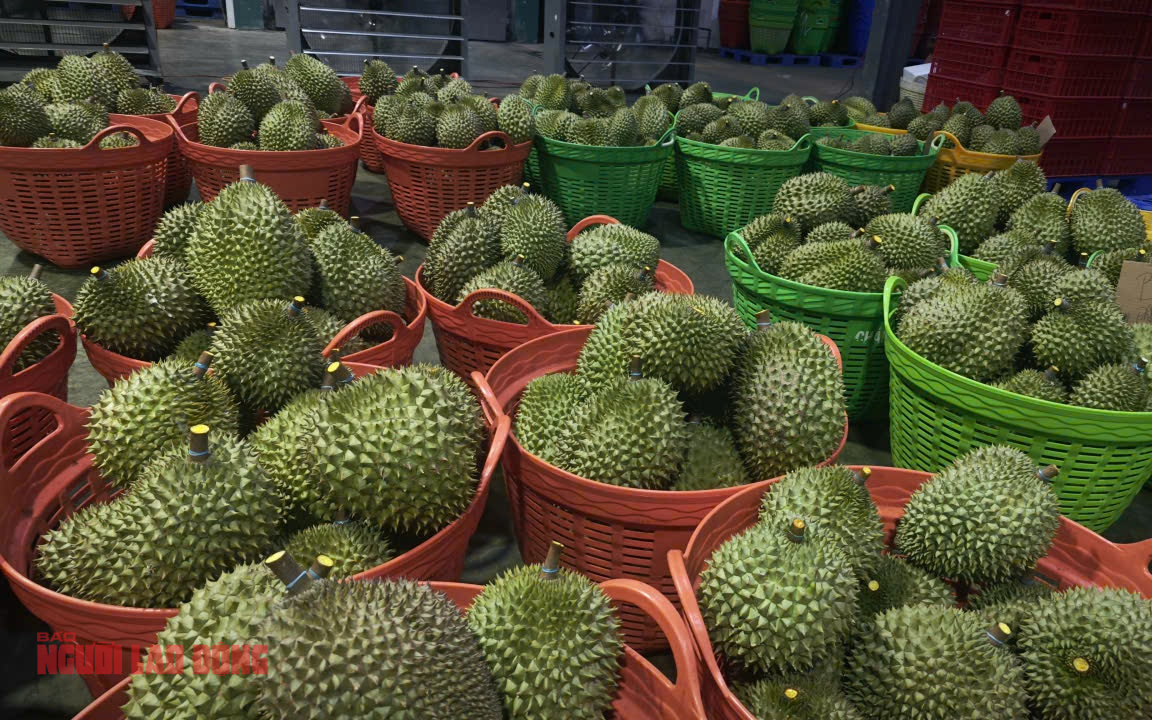 - Ảnh 1.  - Ảnh 1.