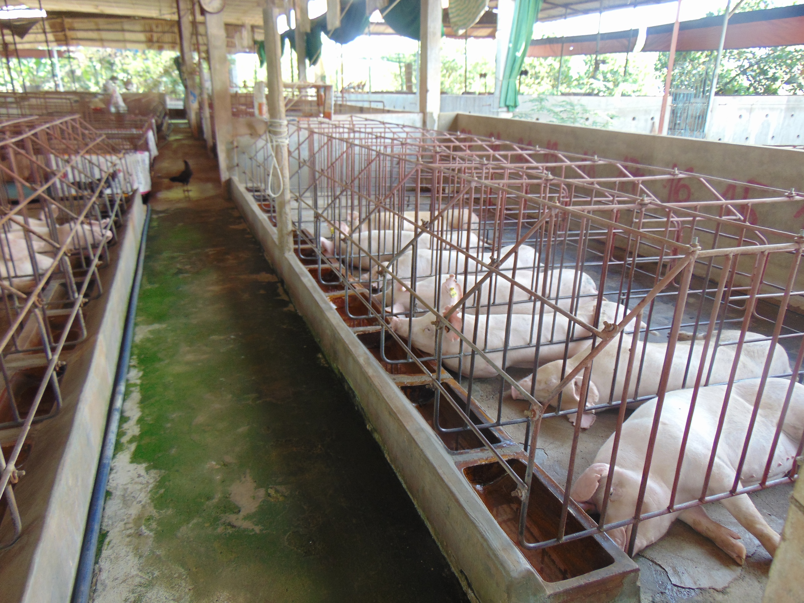 Giá heo hơi hôm nay 28 - 10: Biến động giá Trong nước và khu vực biên giới - Ảnh 1. Giá heo hơi hôm nay 28 - 10: Biến động giá Trong nước và khu vực biên giới - Ảnh 1.