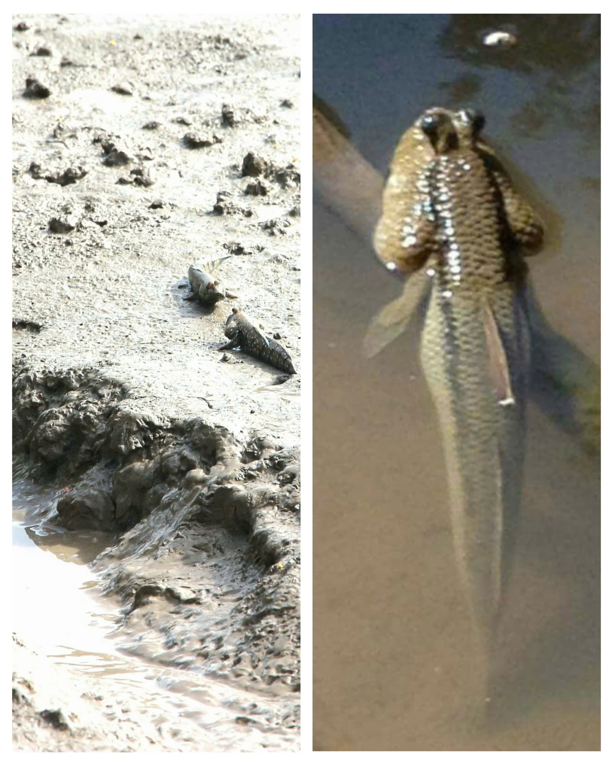 Giá nông thủy sản miền Tây: Loài cá biết leo cây ở Cà Mau hơn 300.000 đồng/kg - Ảnh 1.