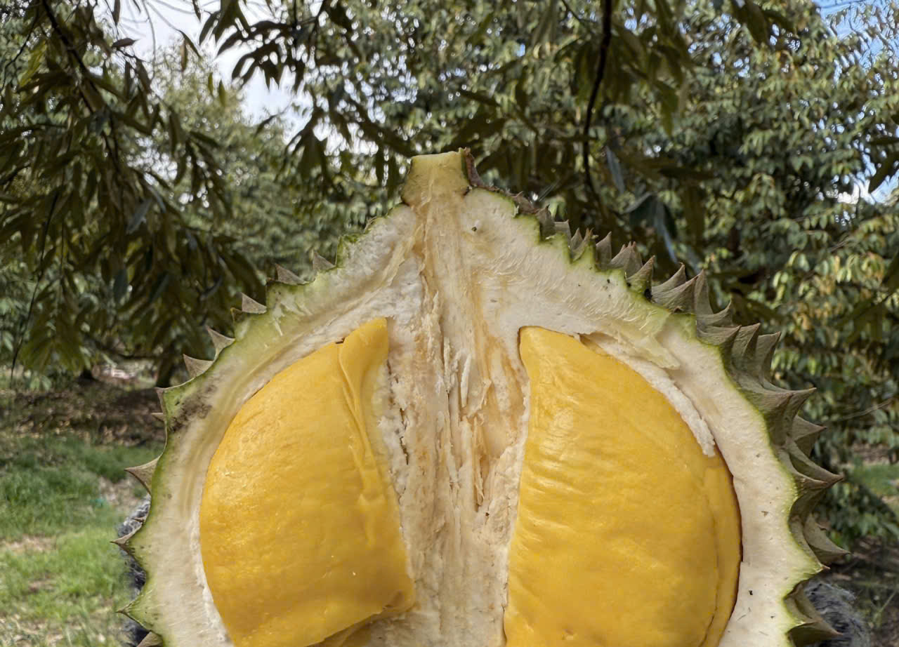 - Ảnh 2.  - Ảnh 2.