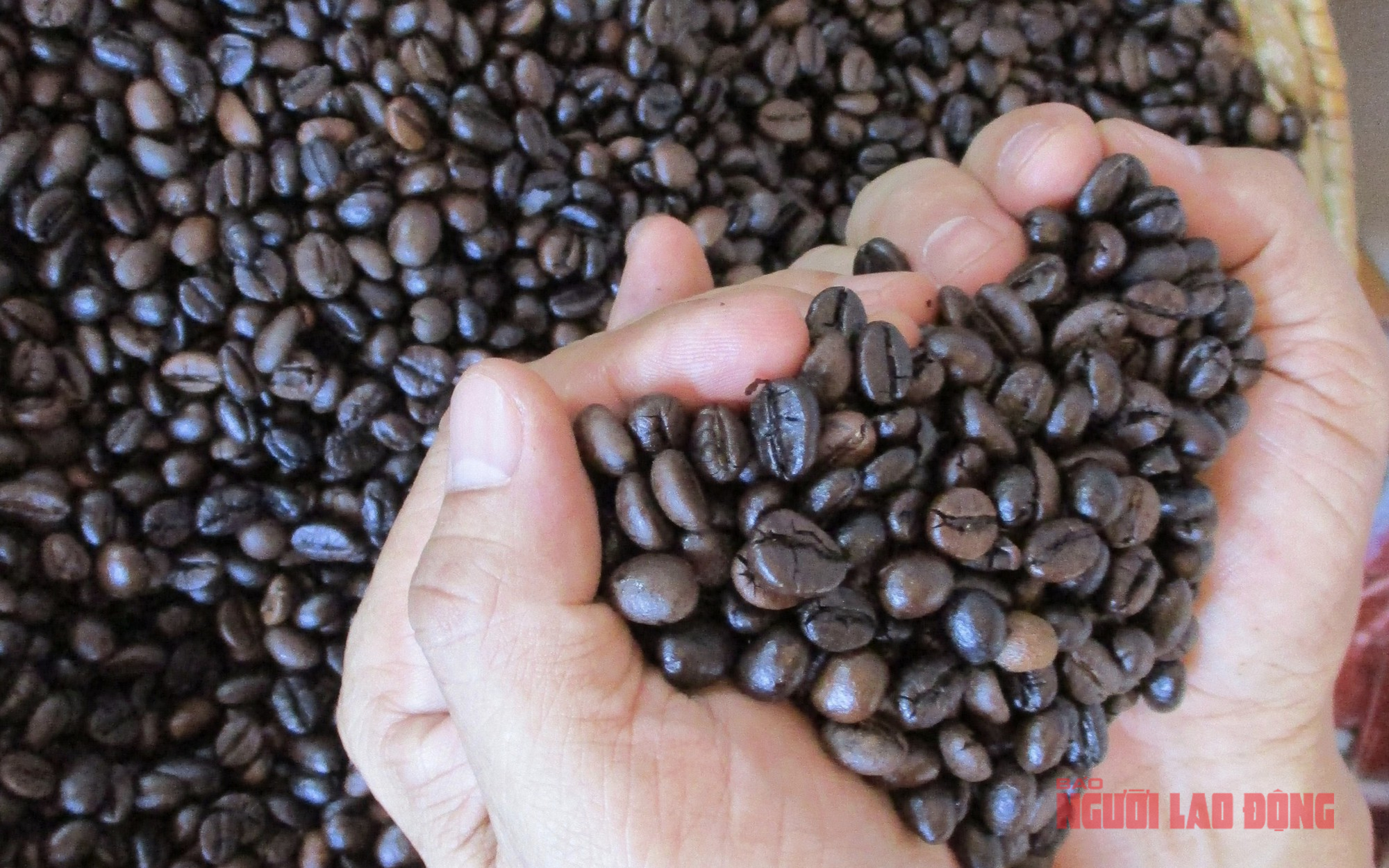 Giá cà phê hôm nay 5-10: Trong nước đang rẻ, Trung Quốc thích nhập cà phê thô - Ảnh 3.