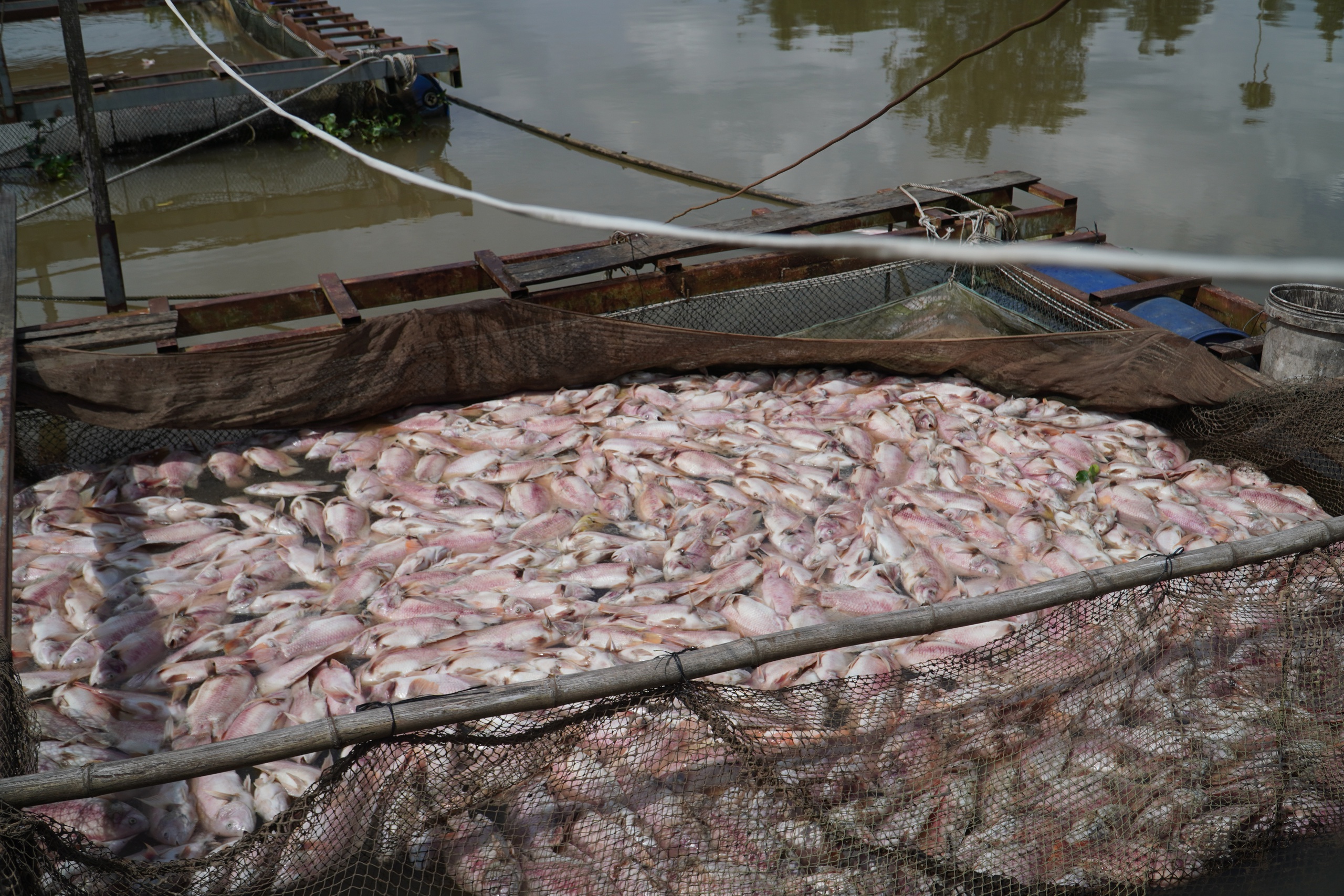 Cần Thơ: Hàng tấn cá điêu hồng chết bất ngờ trước ngày xuất bán - Ảnh 2. Cần Thơ: Hàng tấn cá điêu hồng chết bất ngờ trước ngày xuất bán - Ảnh 2.
