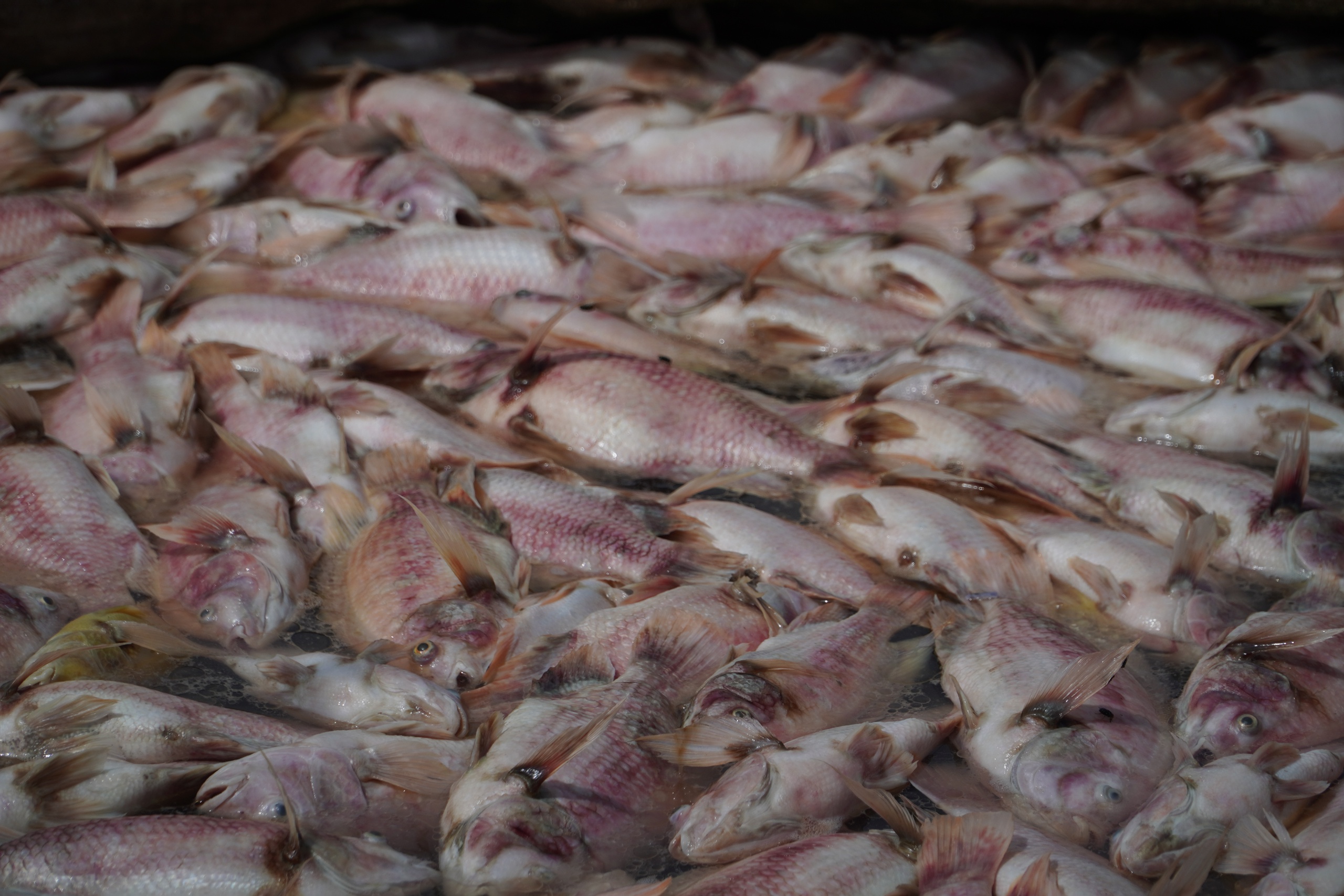 Cần Thơ: Hàng tấn cá điêu hồng chết bất ngờ trước ngày xuất bán - Ảnh 3. Cần Thơ: Hàng tấn cá điêu hồng chết bất ngờ trước ngày xuất bán - Ảnh 3.