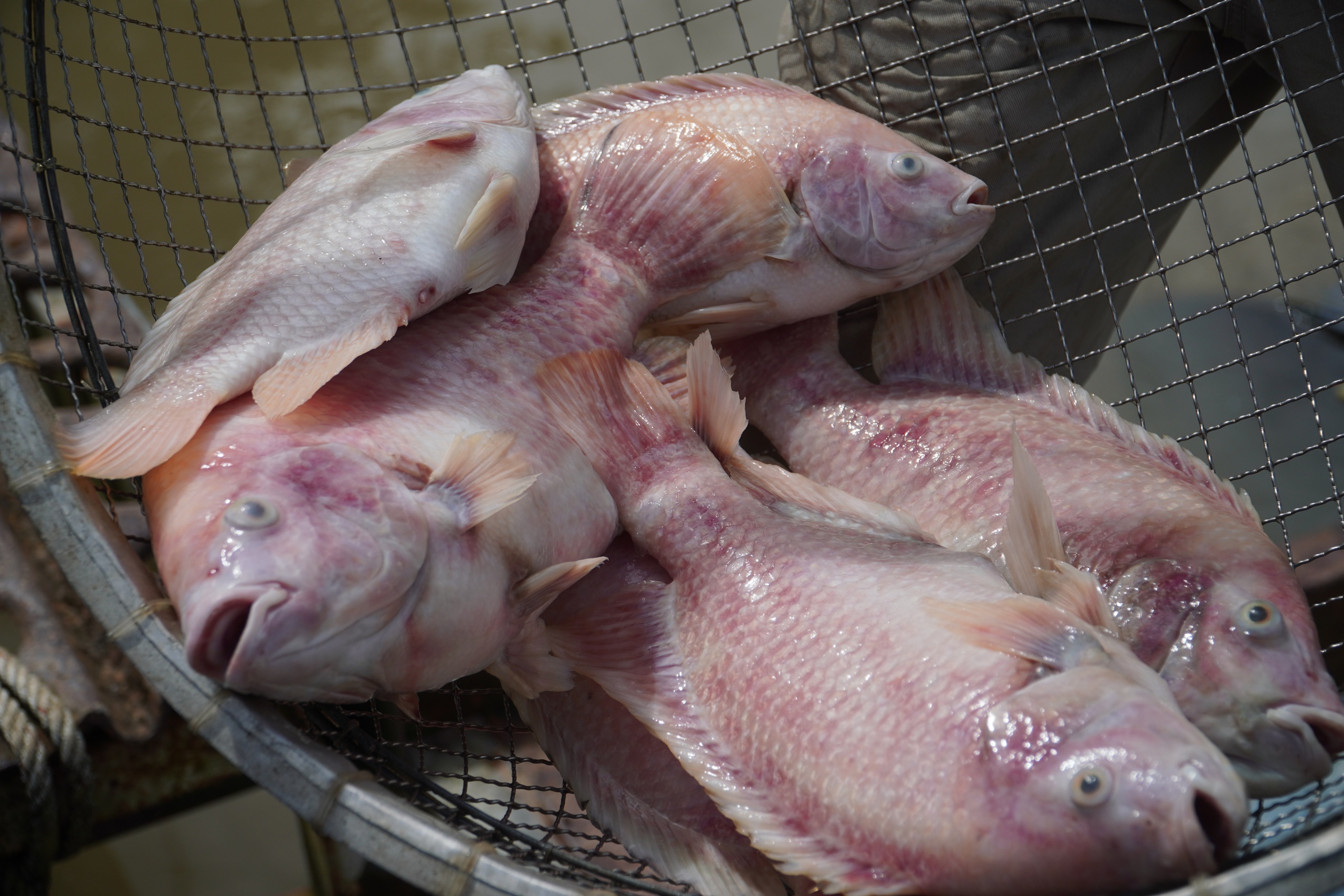 Cần Thơ: Hàng tấn cá điêu hồng chết bất ngờ trước ngày xuất bán - Ảnh 4. Cần Thơ: Hàng tấn cá điêu hồng chết bất ngờ trước ngày xuất bán - Ảnh 4.