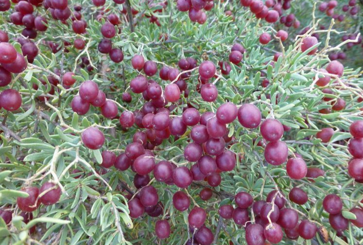 Một loài cây dại ở châu Á có thể là "thần dược" trị tiểu đường - Ảnh 1.