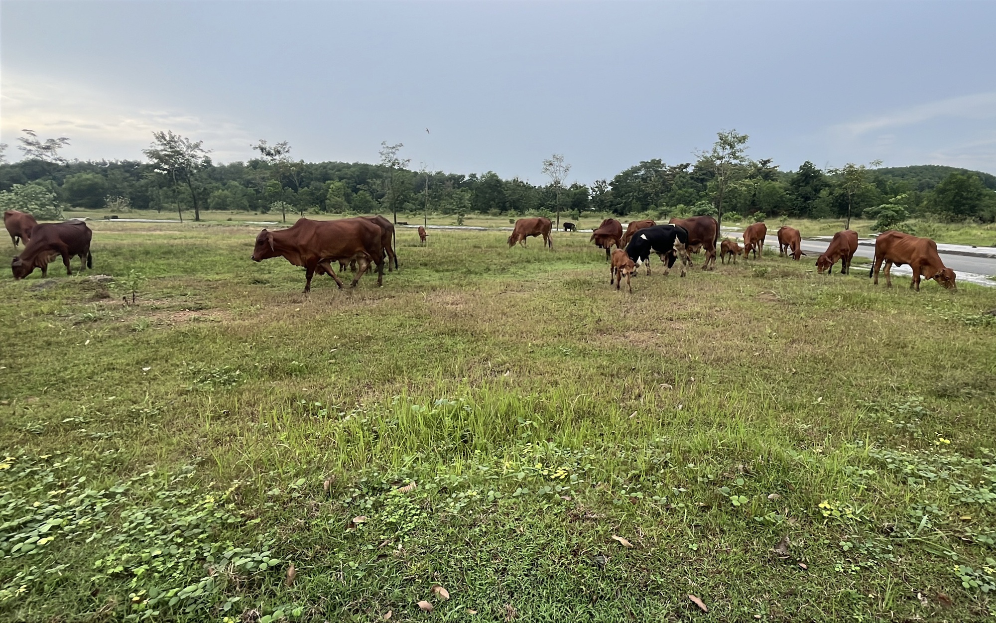 Cận cảnh khu dân cư An Phước ở Đồng Nai: Thực trạng dự án vi phạm pháp luật - Ảnh 1.