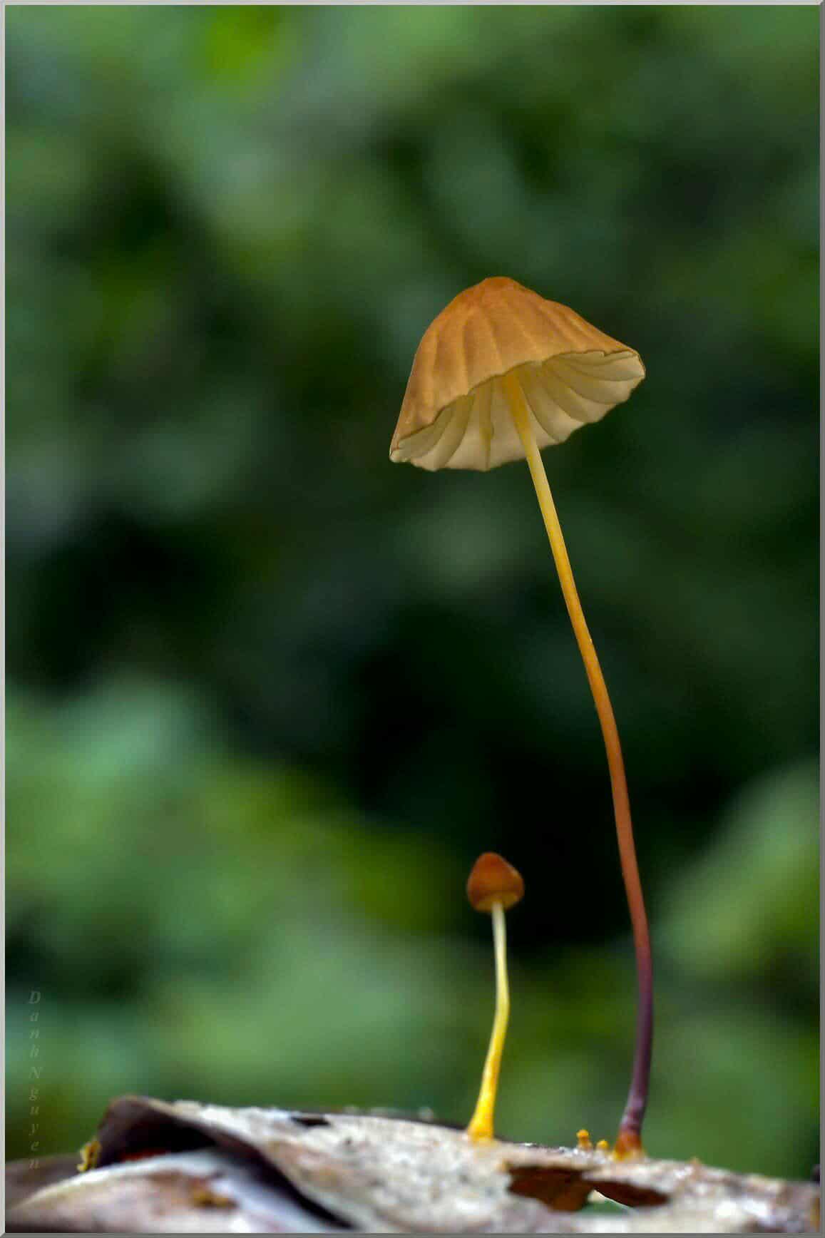 Nhìn thế giới từ góc độ khác: Nghệ thuật nhiếp ảnh macro   - Ảnh 9.