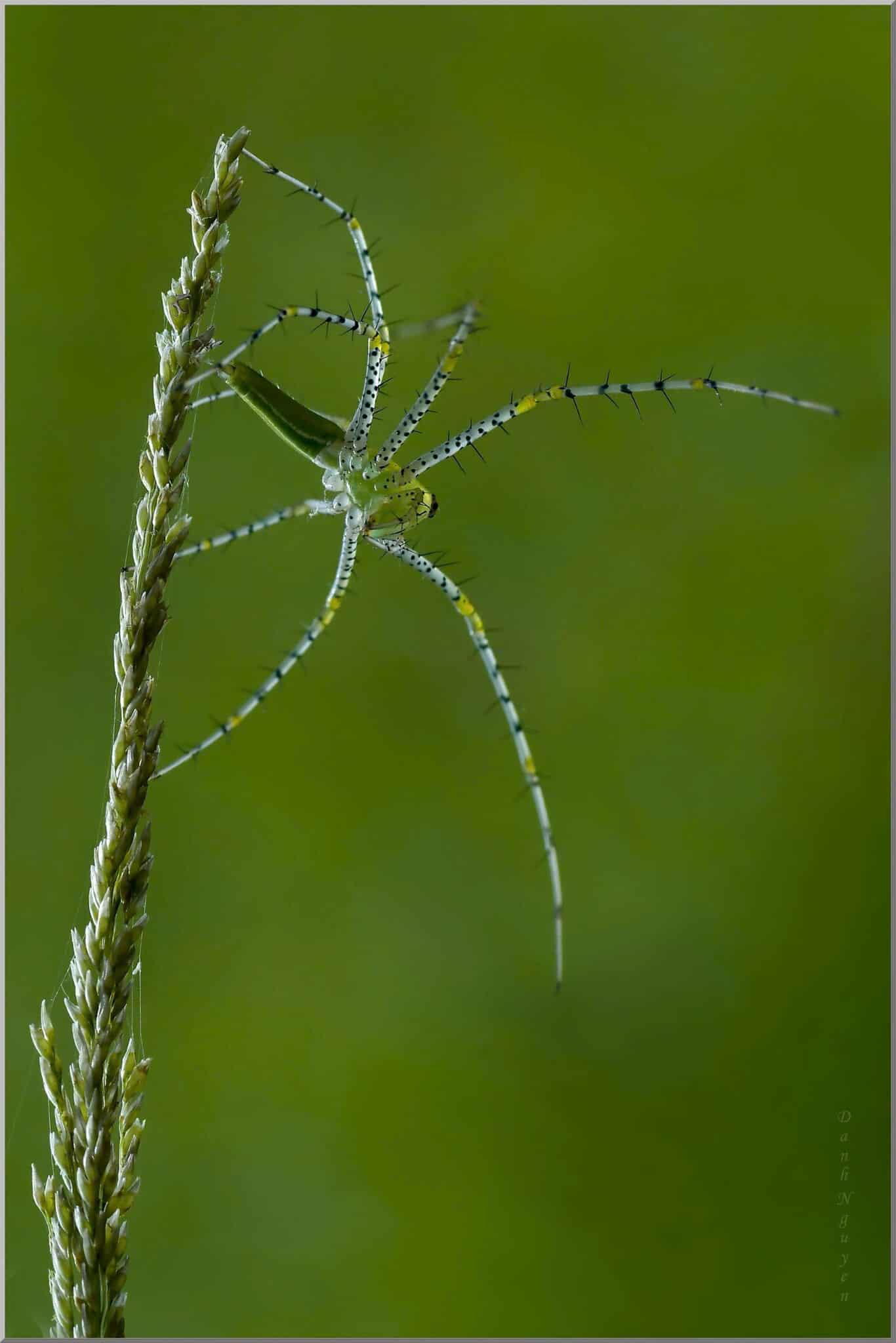 Nhìn thế giới từ góc độ khác: Nghệ thuật nhiếp ảnh macro   - Ảnh 8.