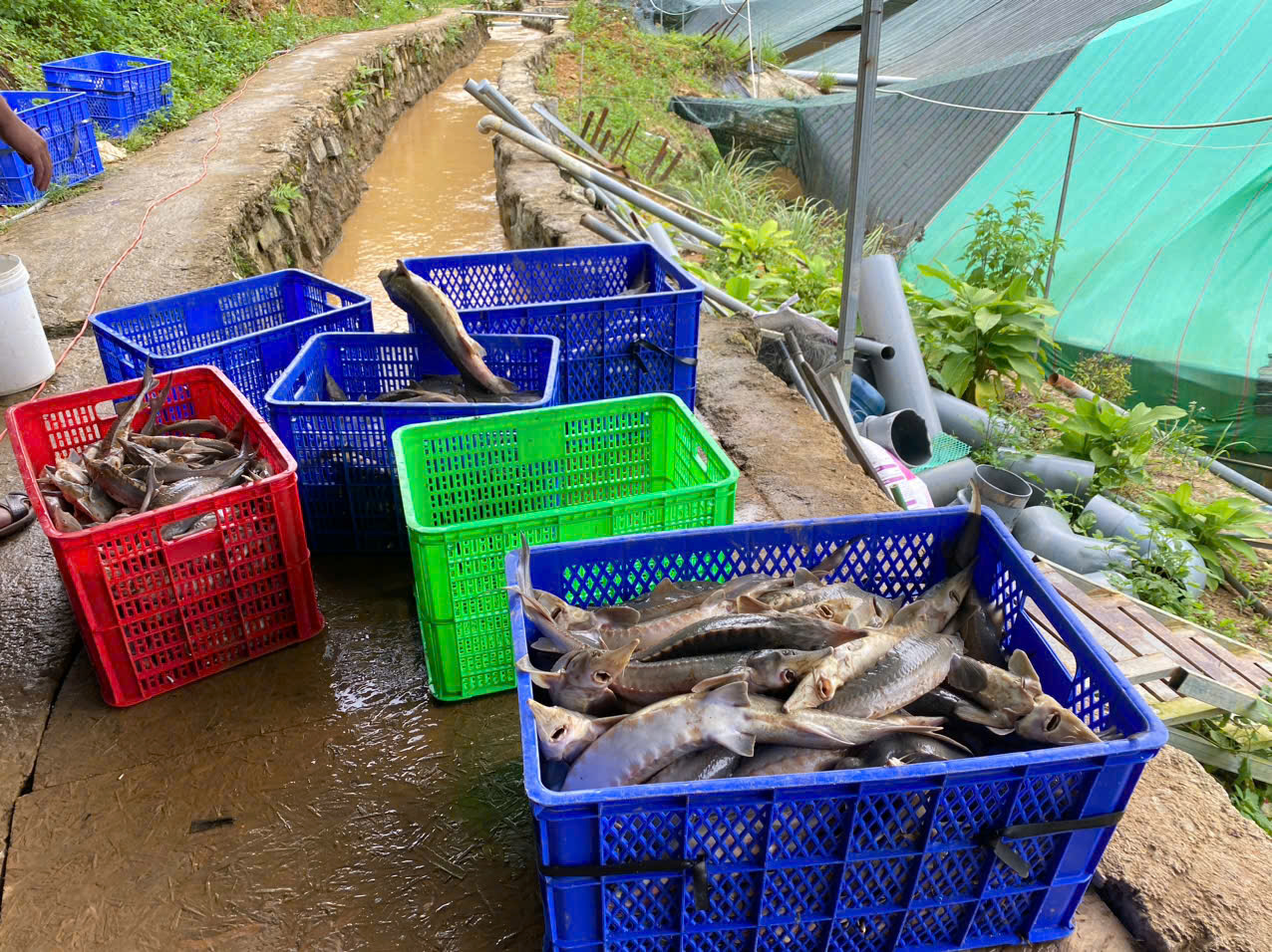 Sạt lở núi làm chết gần 70 tấn cá tầm, thiệt hại hơn 8 tỉ đồng - Ảnh 2.