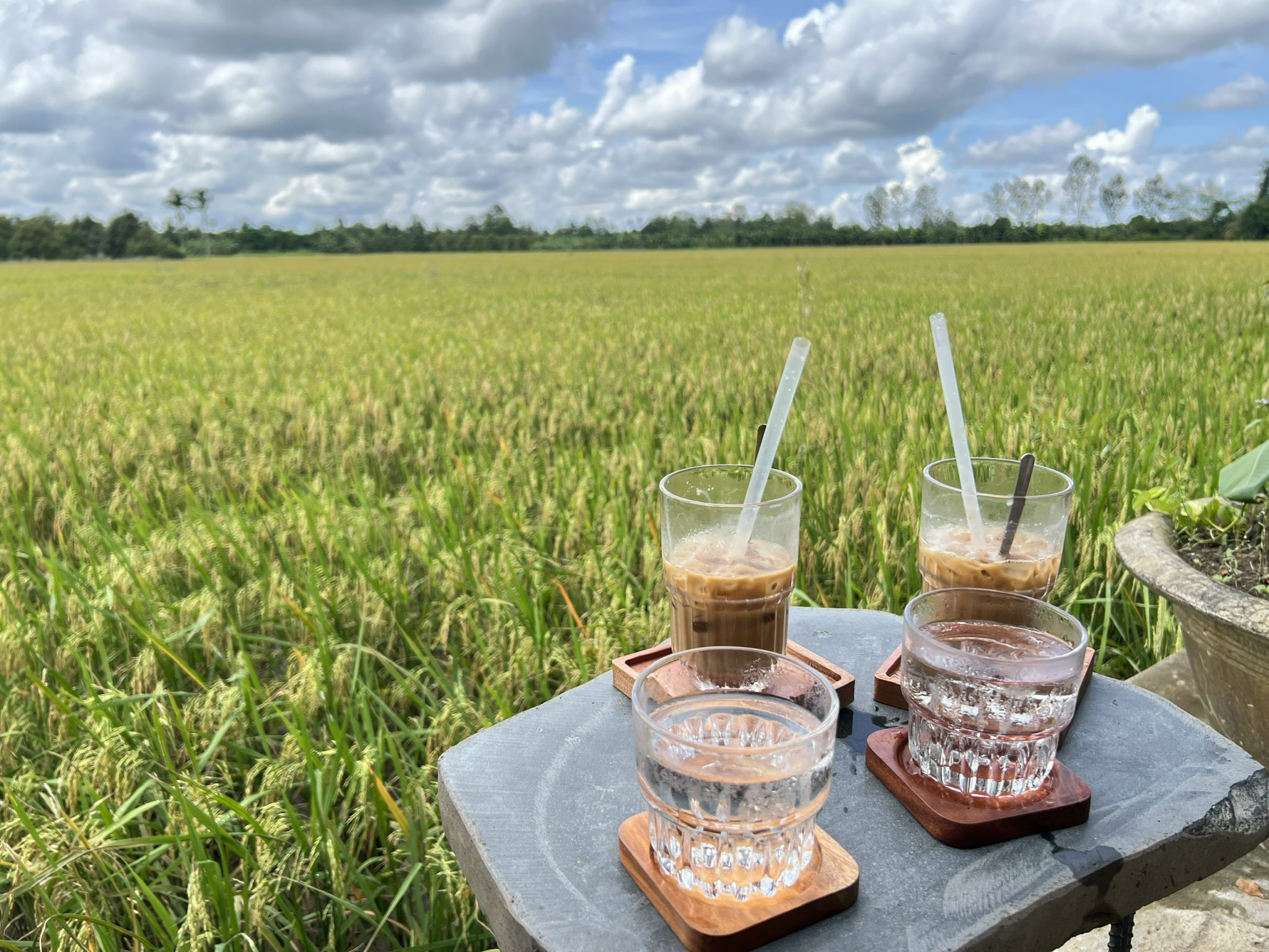 CLIP: Quán cà phê giữa đồng lúa ở Cần Thơ khiến giới trẻ