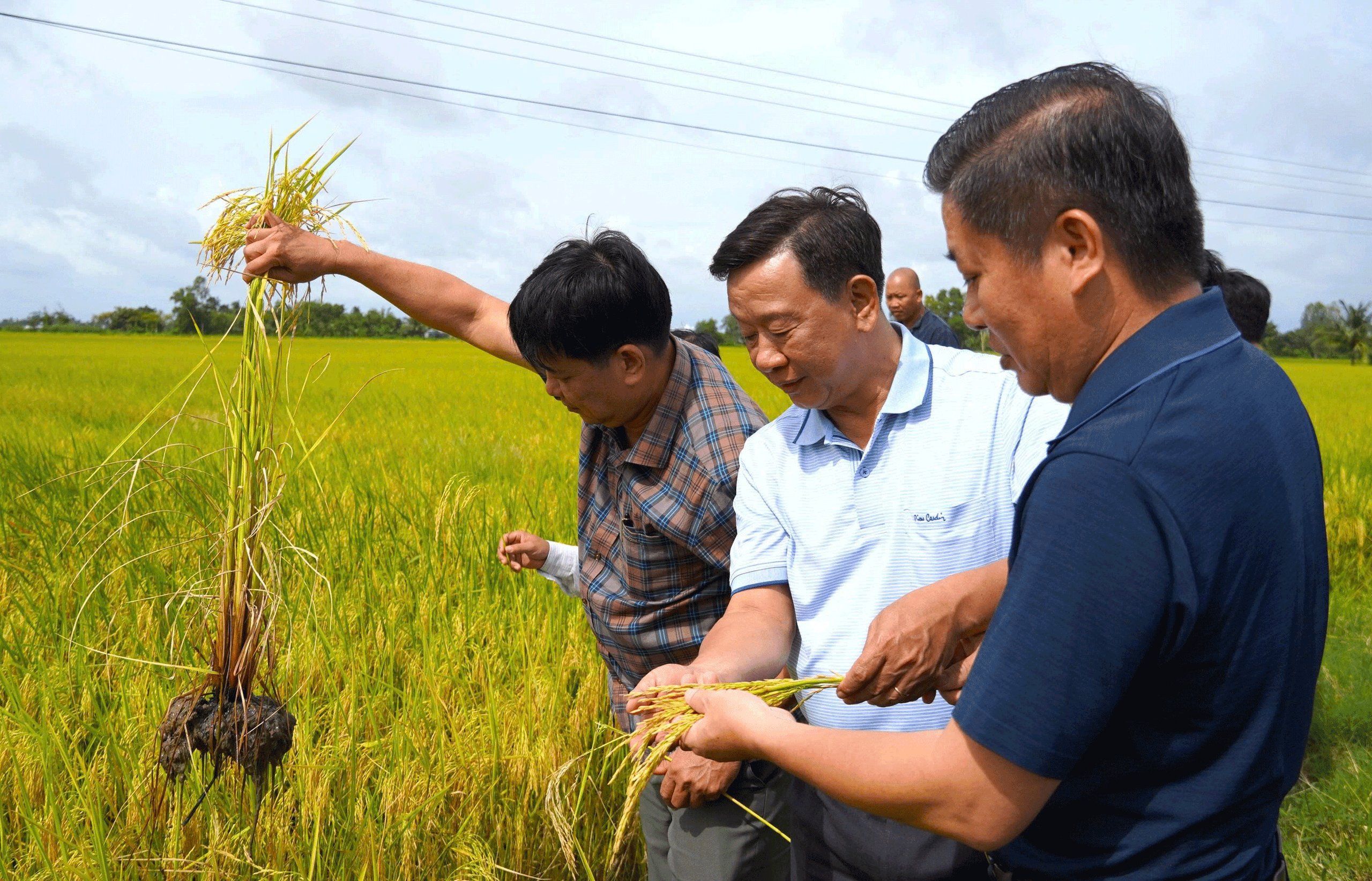 Yên tâm nhờ trồng lúa sạch - Ảnh 1.