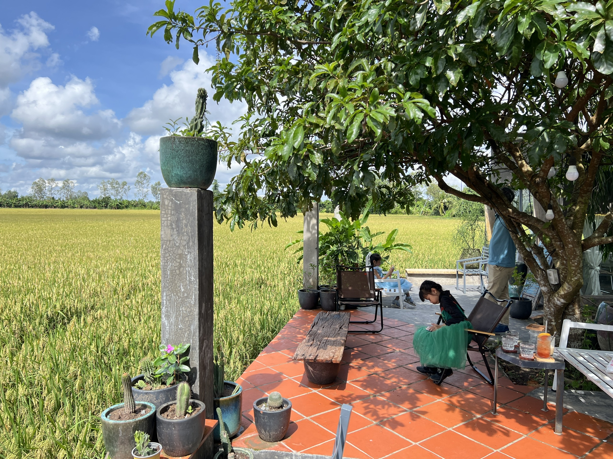 CLIP: Quán cà phê giữa đồng lúa ở Cần Thơ khiến giới trẻ