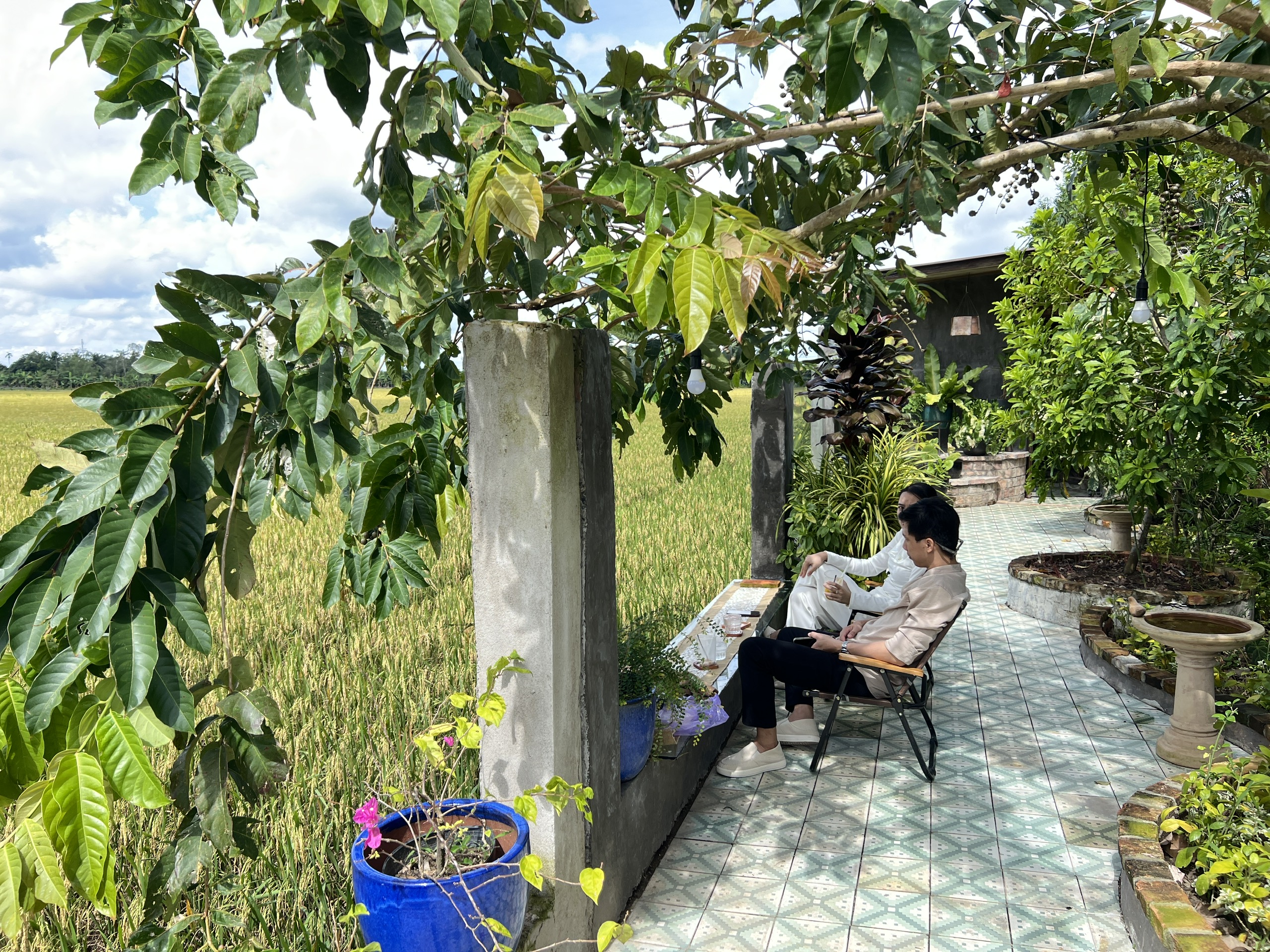 CLIP: Quán cà phê giữa đồng lúa ở Cần Thơ khiến giới trẻ