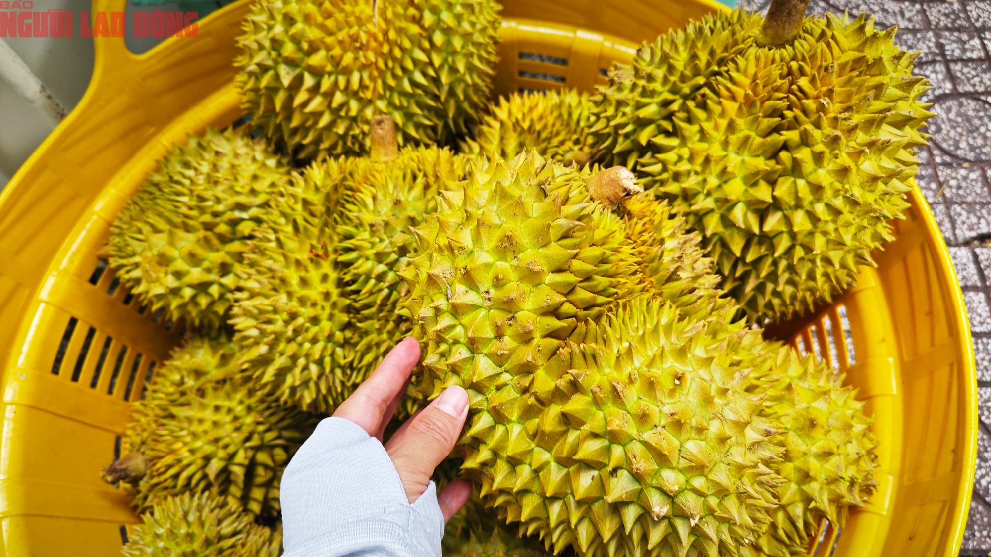 Giá sầu riêng hôm nay 8 - 10: Tăng mạnh , nhà vườn thu lợi lớn từ 100 . 000 Đồng / kg - Ảnh 2.