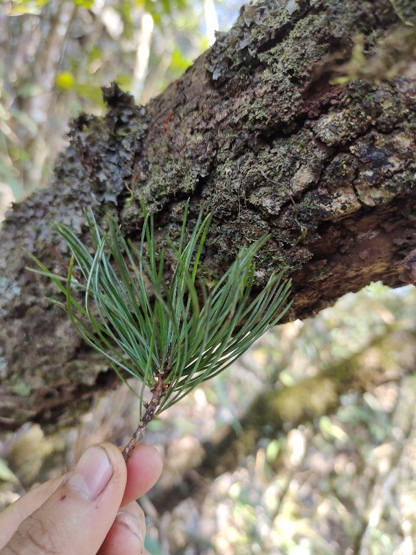 6 loài cây hạt trần quý hiếm có nguy cơ tuyệt chủng tại 1 khu rừng ở Thanh Hóa - Ảnh 8.