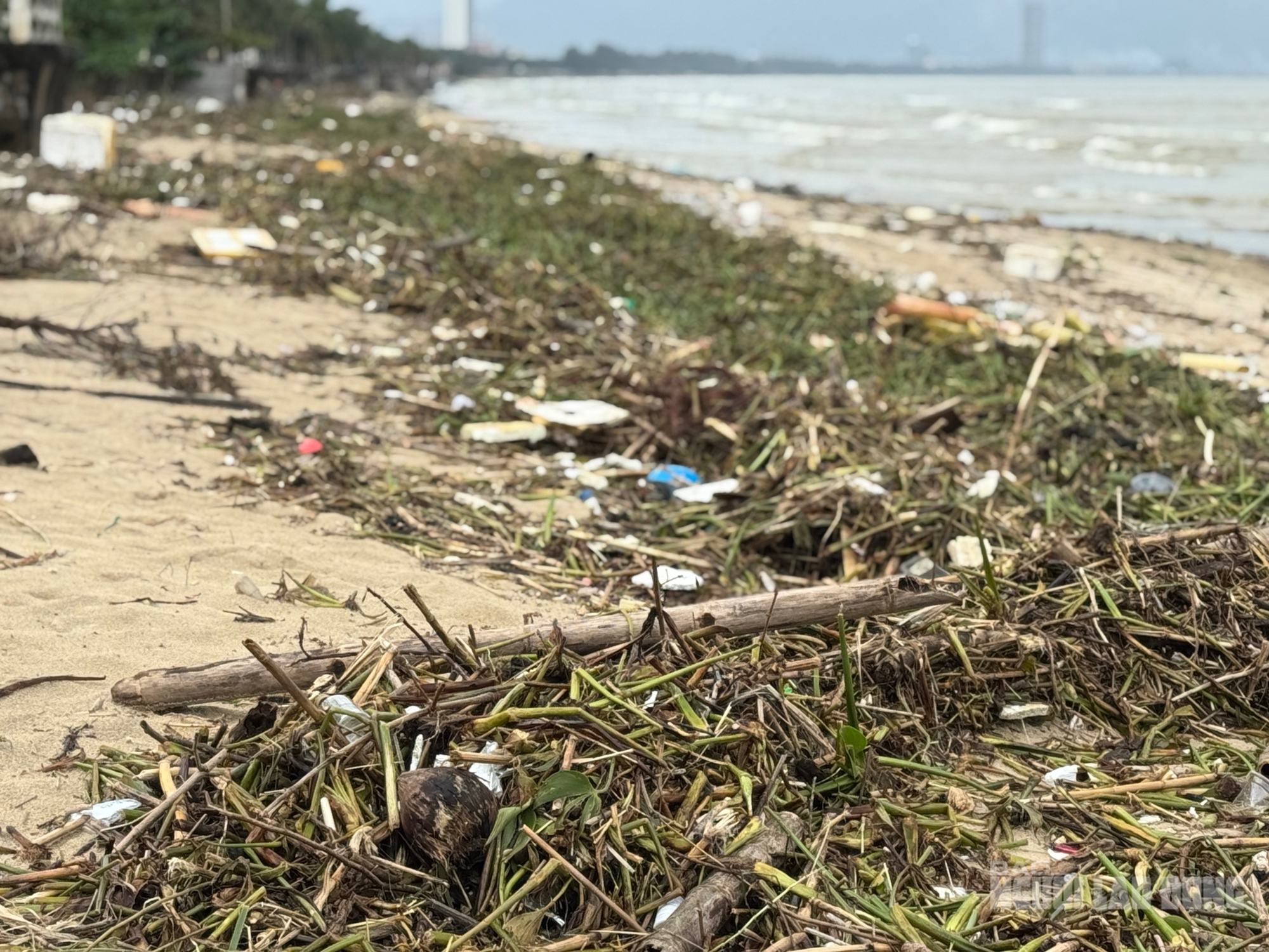 Bãi biển Đà Nẵng ngập rác sau mưa lớn kéo dài , cảnh báo ô nhiễm môi trường - Ảnh 7. Bãi biển Đà Nẵng ngập rác sau mưa lớn kéo dài , cảnh báo ô nhiễm môi trường - Ảnh 7.