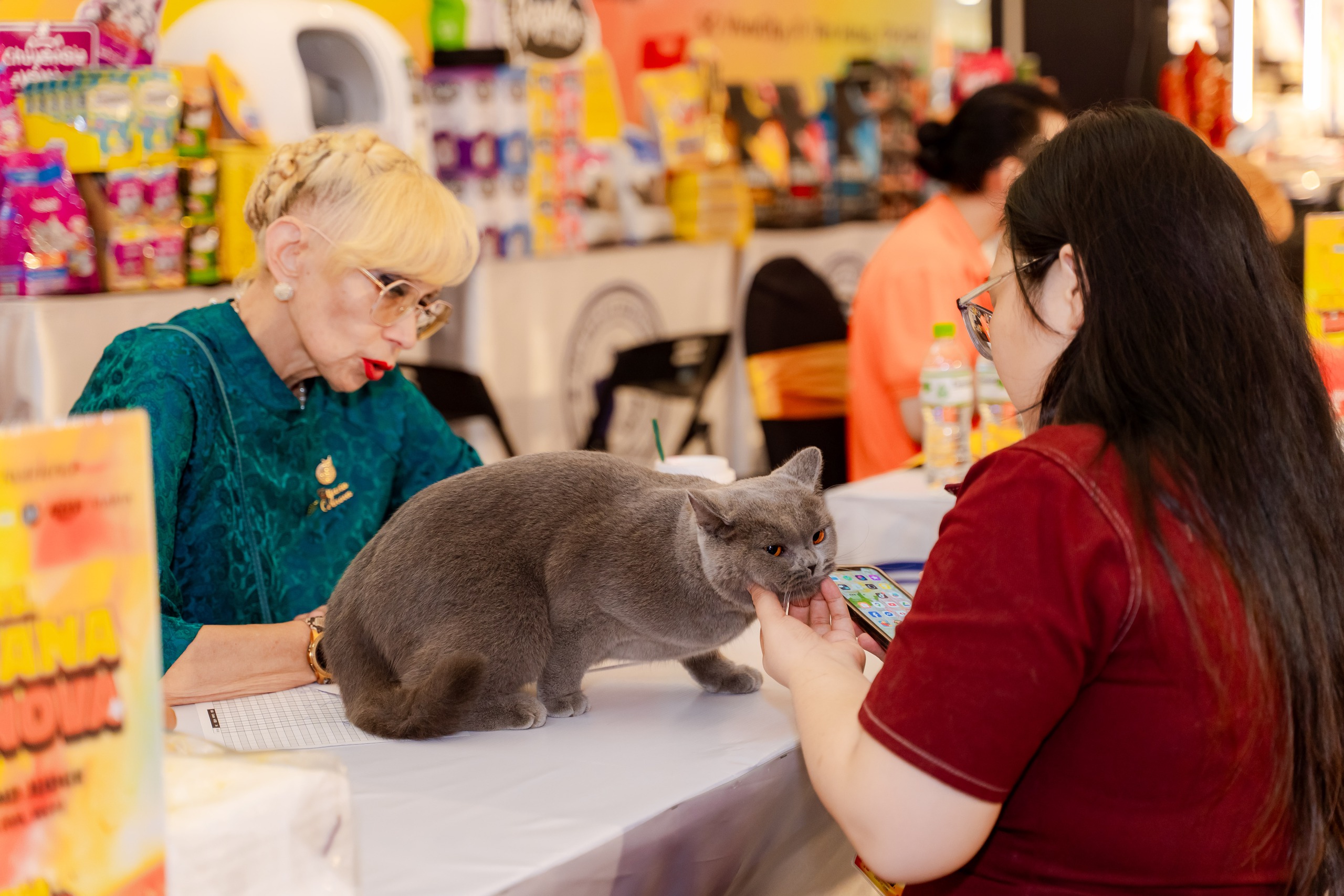 VIDEO: Lần đầu cặp đôi mèo "xấu nhất thế giới" có mặt tại TP HCM - Ảnh 1.