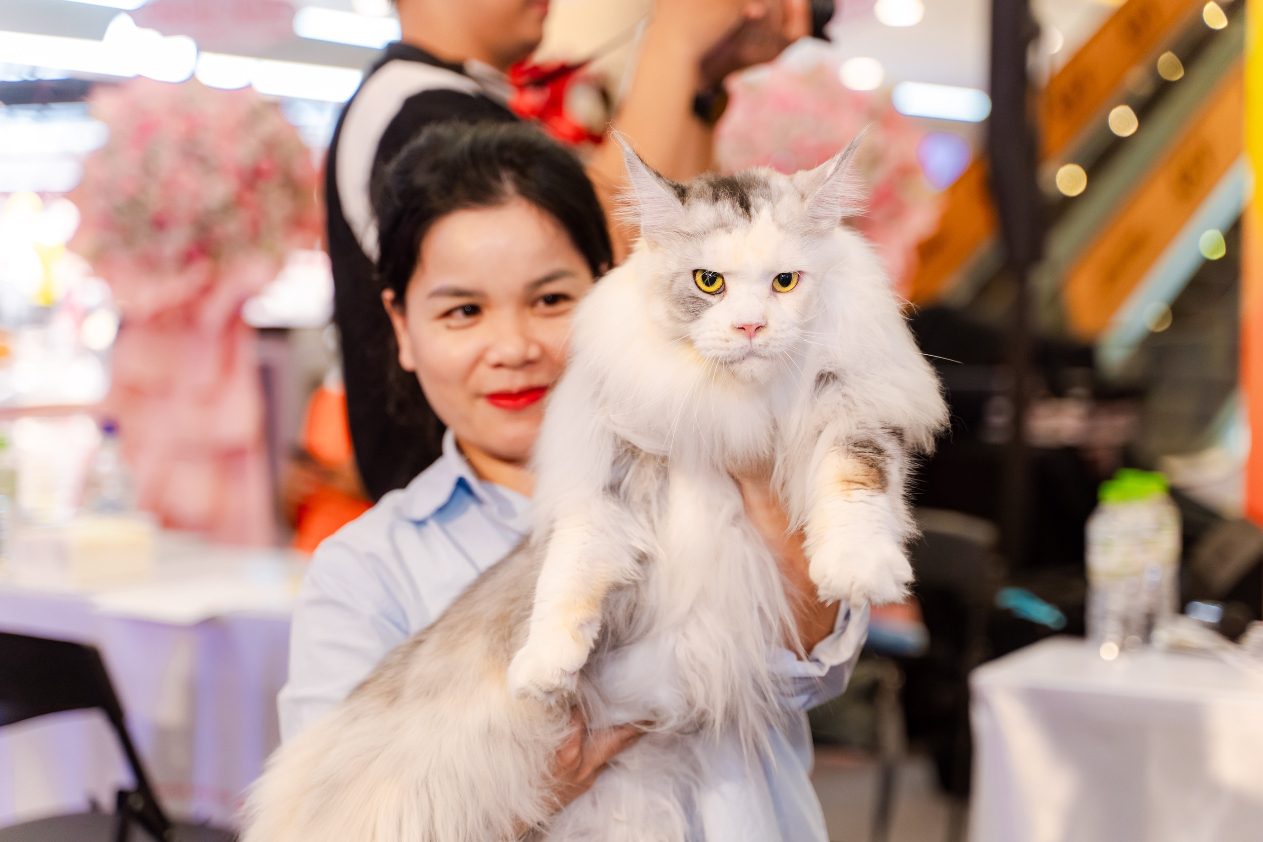 VIDEO: Lần đầu cặp đôi mèo "xấu nhất thế giới" có mặt tại TP HCM - Ảnh 6.