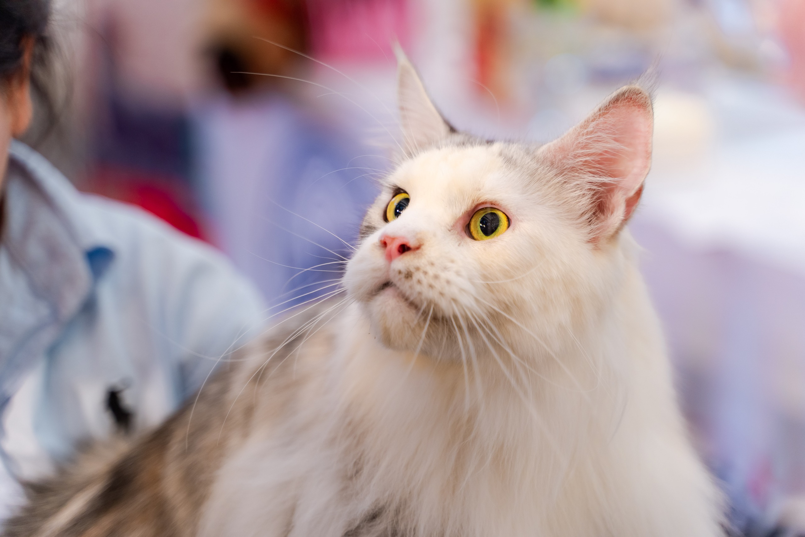 VIDEO: Lần đầu cặp đôi mèo "xấu nhất thế giới" có mặt tại TP HCM - Ảnh 5.