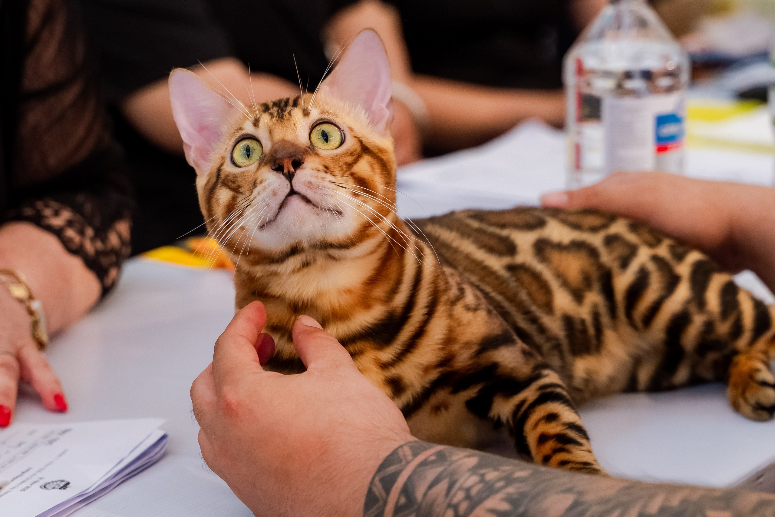 VIDEO: Lần đầu cặp đôi mèo "xấu nhất thế giới" có mặt tại TP HCM - Ảnh 9.