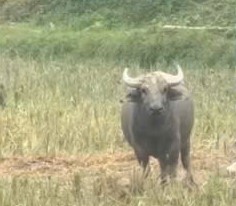 Trâu lạ liên tiếp đuổi húc người, xã ra văn bản khuyến cáo người dân  - Ảnh 1.