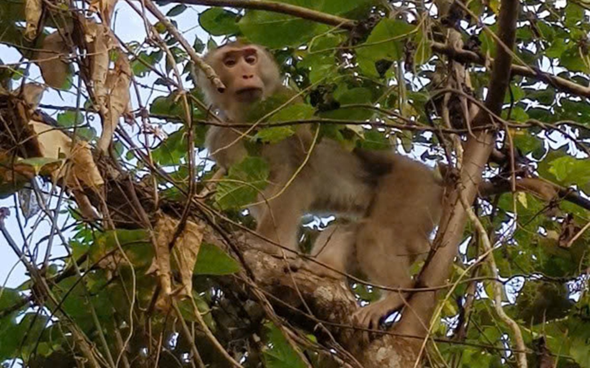 6 loài cây hạt trần quý hiếm có nguy cơ tuyệt chủng tại 1 khu rừng ở Thanh Hóa - Ảnh 13.