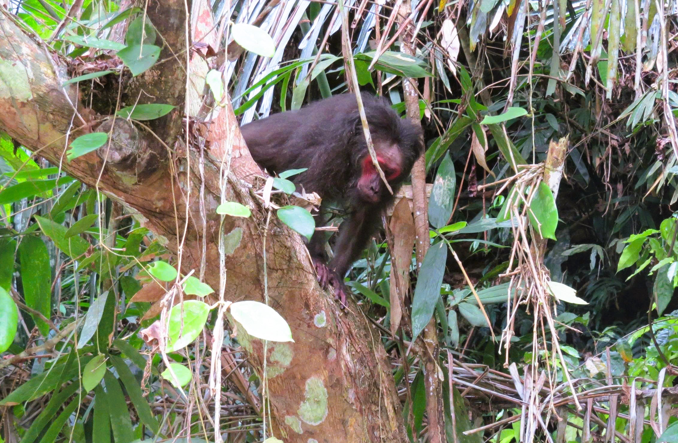 6 loài cây hạt trần quý hiếm có nguy cơ tuyệt chủng tại 1 khu rừng ở Thanh Hóa - Ảnh 15.