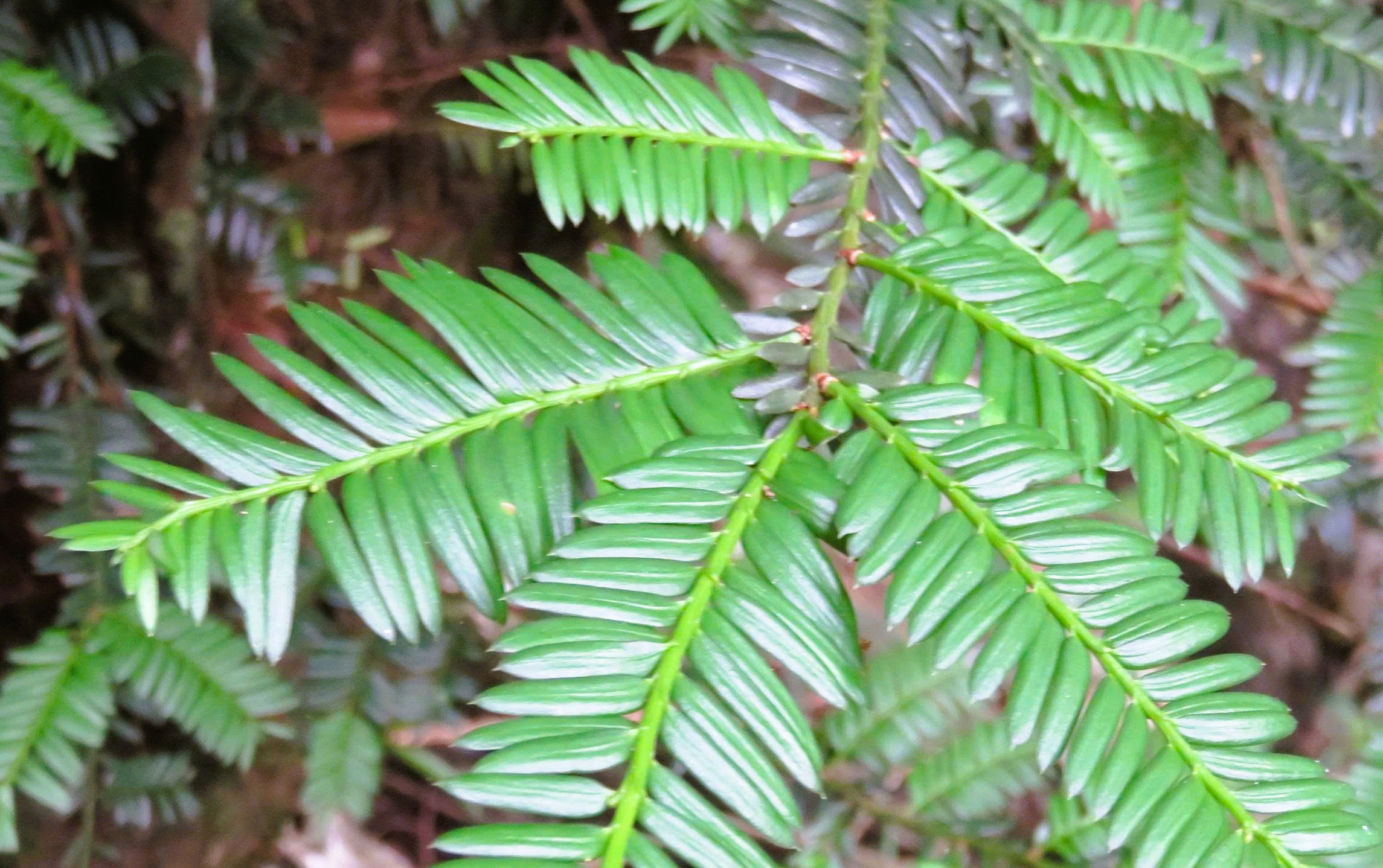 6 loài cây hạt trần quý hiếm có nguy cơ tuyệt chủng tại 1 khu rừng ở Thanh Hóa - Ảnh 2.