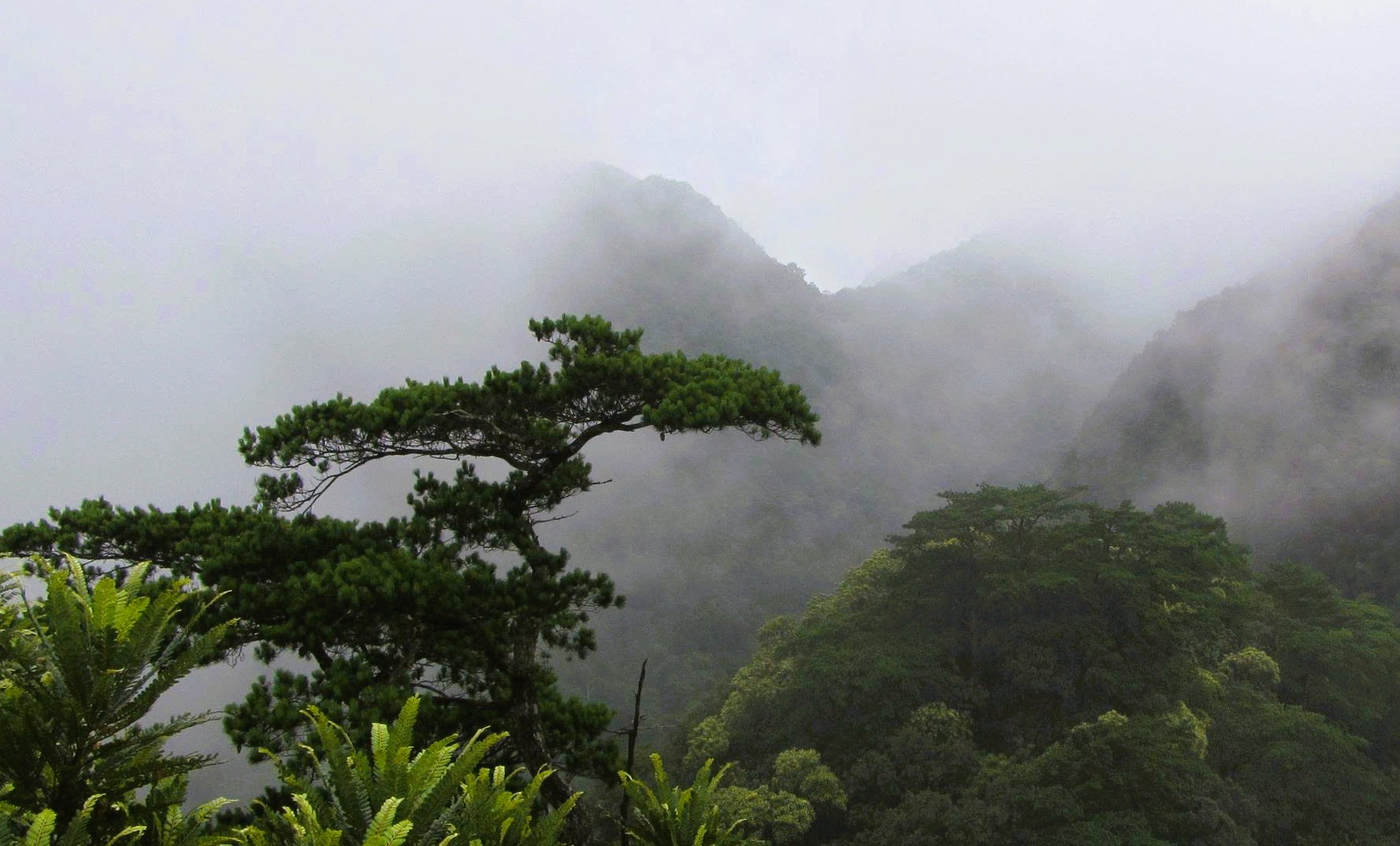 6 loài cây hạt trần quý hiếm có nguy cơ tuyệt chủng tại 1 khu rừng ở Thanh Hóa - Ảnh 6.
