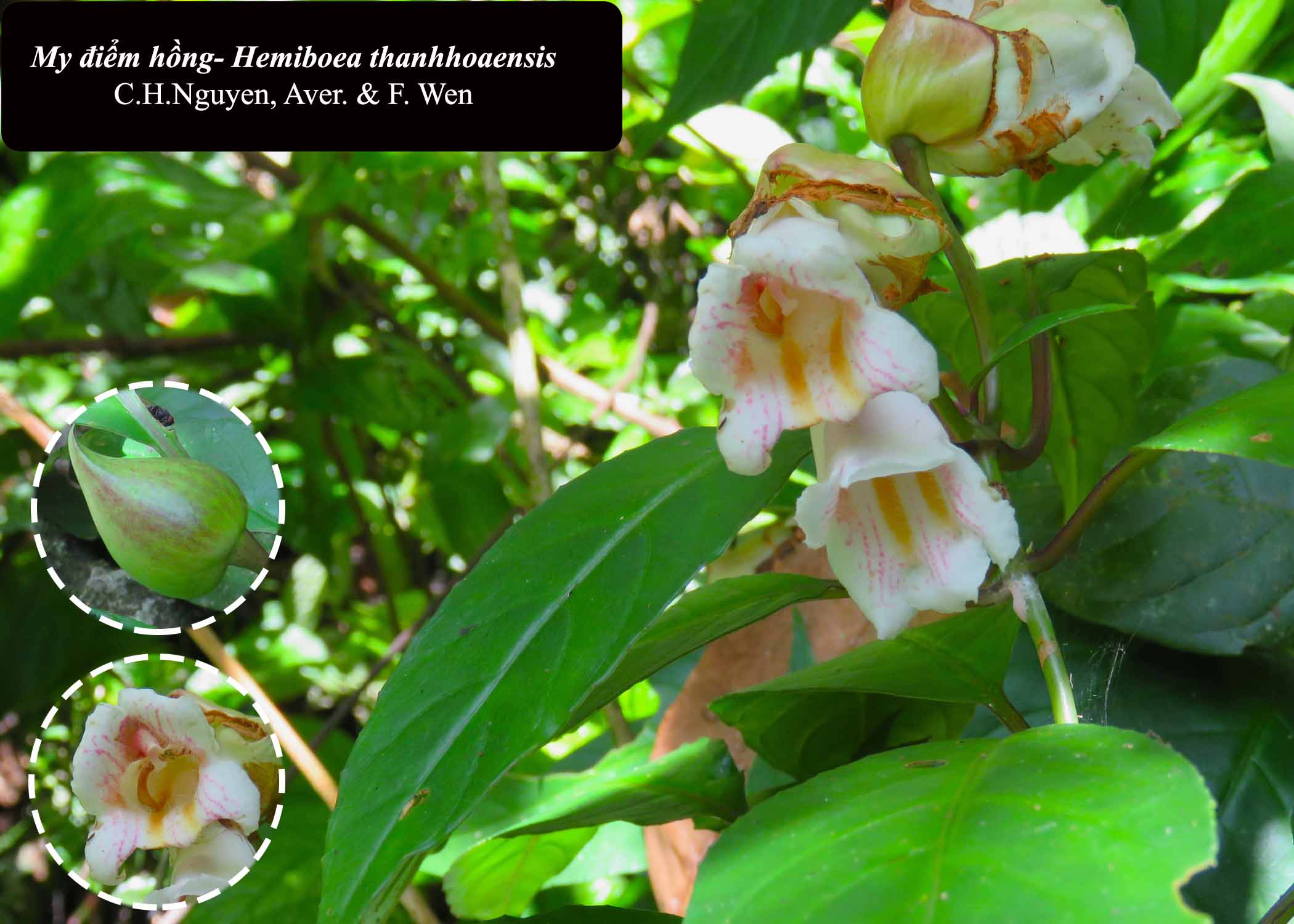 6 loài cây hạt trần quý hiếm có nguy cơ tuyệt chủng tại 1 khu rừng ở Thanh Hóa - Ảnh 12.