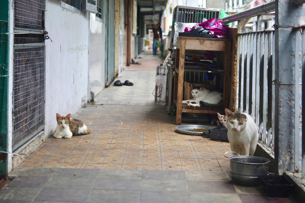 Chuyện dài về hàng xóm trong chung cư - Ảnh 1.