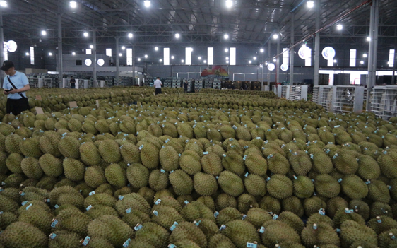 Xuất khẩu sầu riêng Việt Nam hồi phục , cần nâng cao kiểm nghiệm và minh bạch - Ảnh 2. Xuất khẩu sầu riêng Việt Nam hồi phục , cần nâng cao kiểm nghiệm và minh bạch - Ảnh 2.