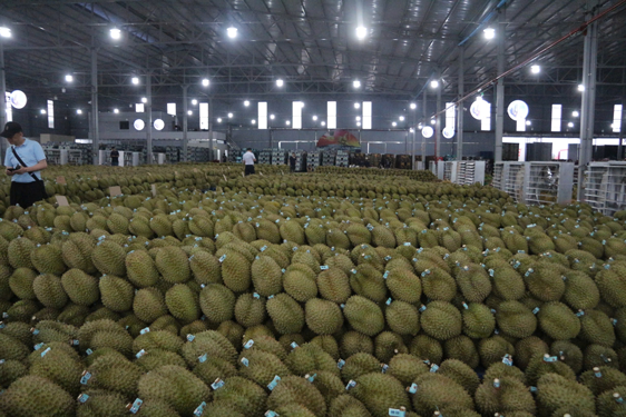 Sầu riêng Việt trước bài học lớn - Ảnh 1.