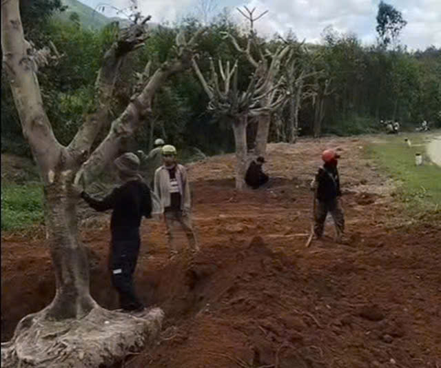 Đường hoa tưởng nhớ vợ quá cố của người đàn ông ở Đắk Lắk tiếp tục bị nhổ trộm - Ảnh 3.