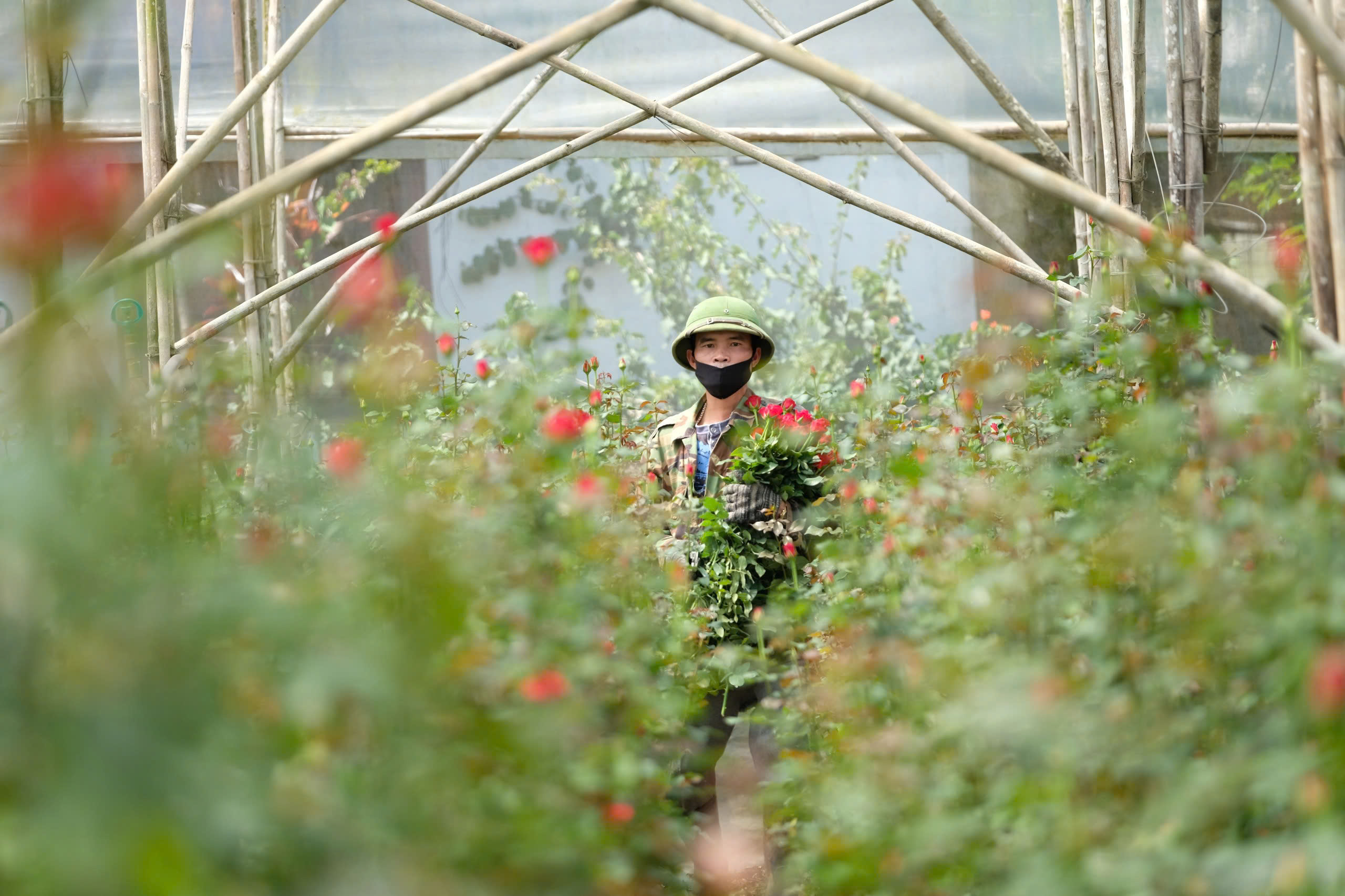 Sức mua hoa giảm trong dịp 20 - 11: Chủ vườn hoa lo lắng - Ảnh 2. Sức mua hoa giảm trong dịp 20 - 11: Chủ vườn hoa lo lắng - Ảnh 2.