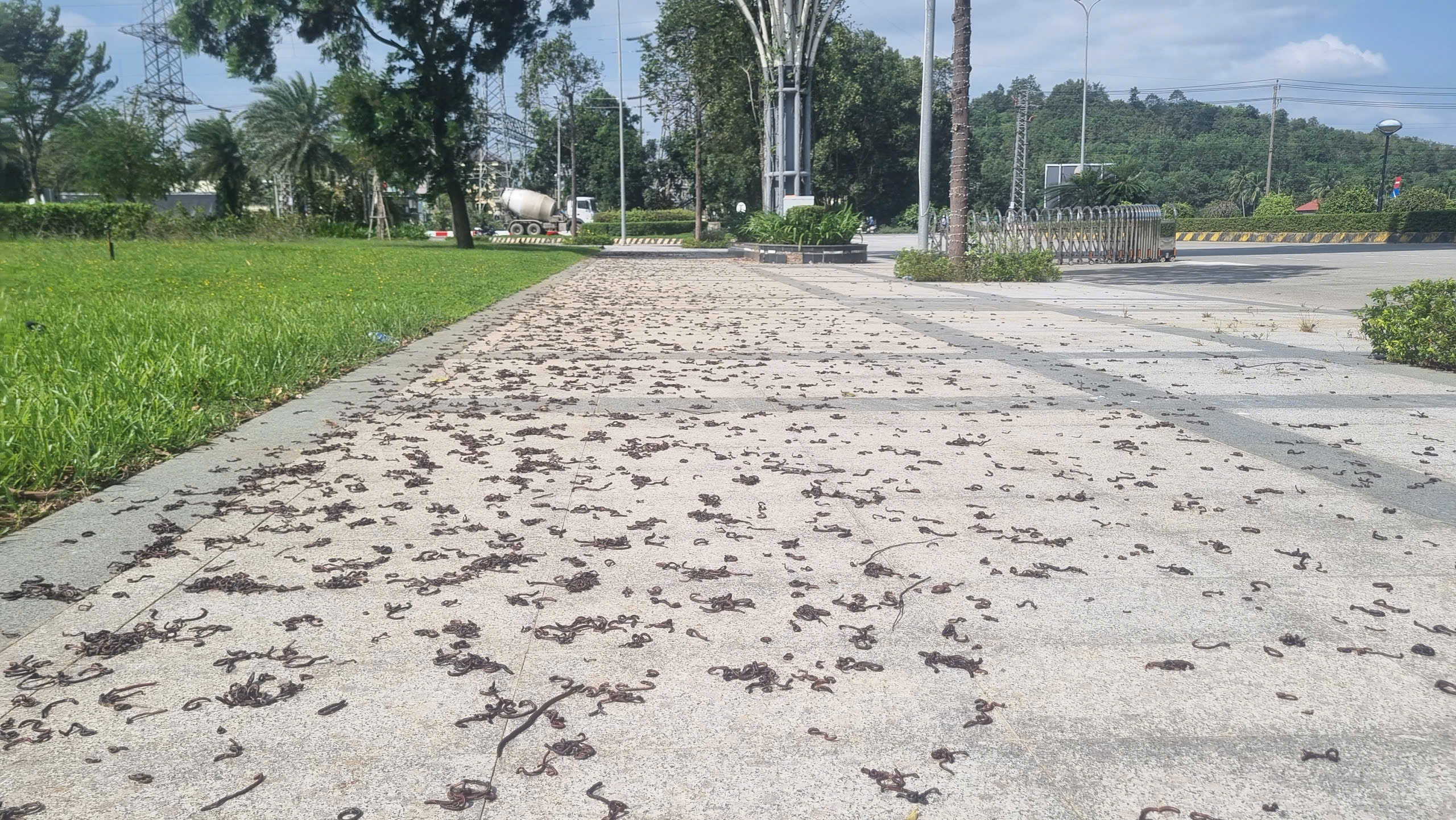 Hiện tượng kỳ lạ khi hàng nghìn con giun trồi lên mặt đất - Ảnh 1.