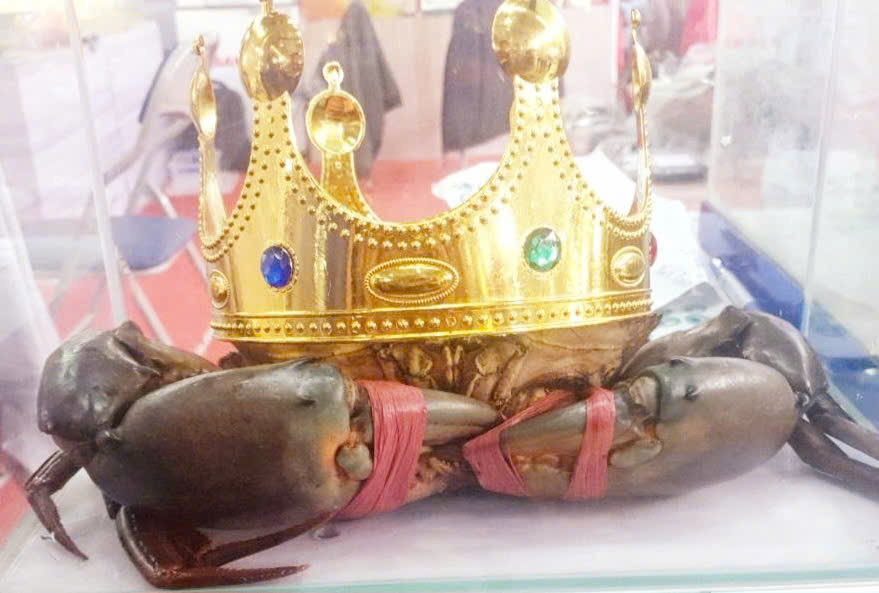 Thông tin mới quan trọng về tìm "vua cua" Cà Mau - Ảnh 1.