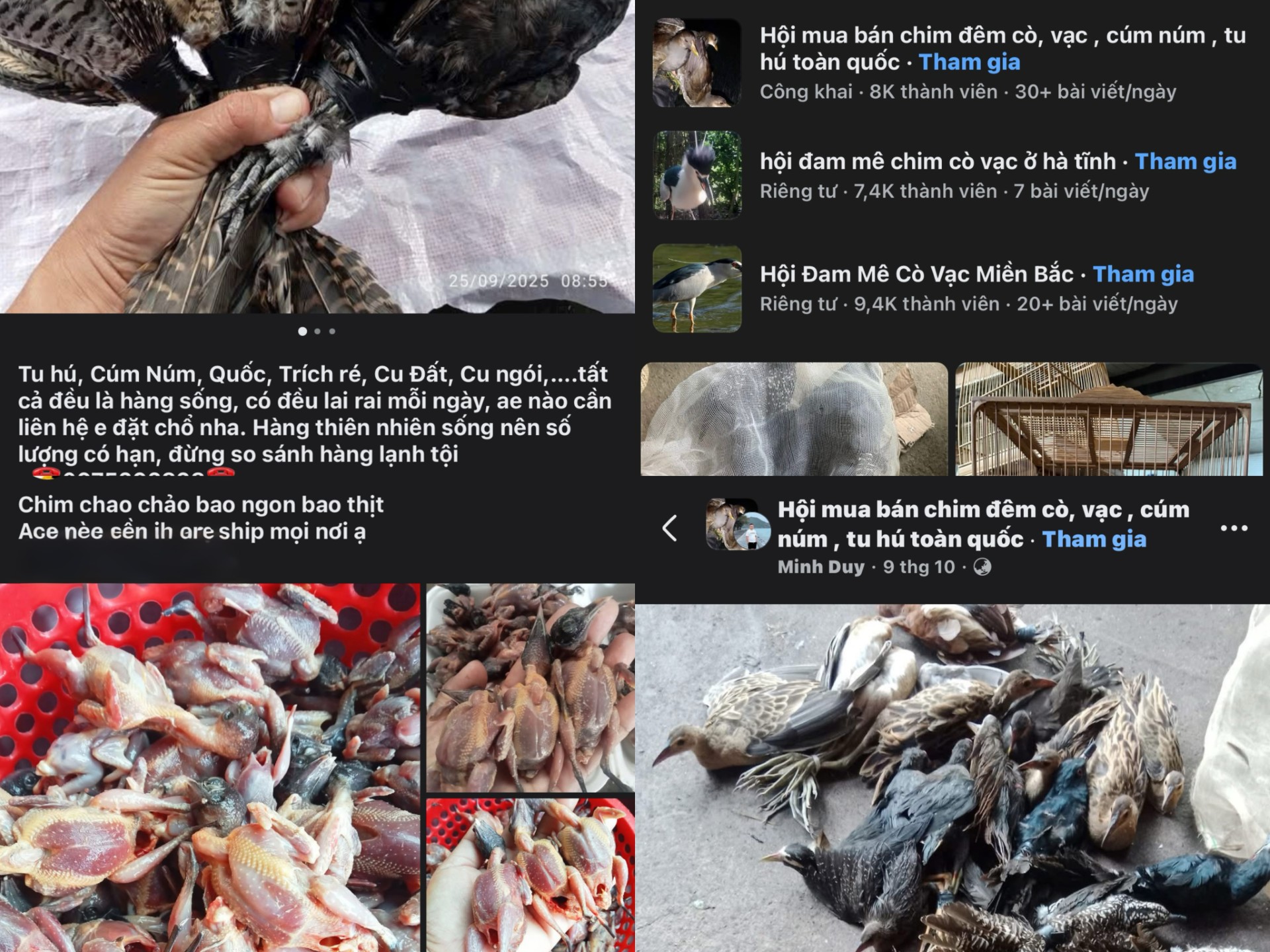 Bị tận diệt, chim hoang dã ngày càng vắng bóng - Ảnh 1. Bị tận diệt, chim hoang dã ngày càng vắng bóng - Ảnh 1.