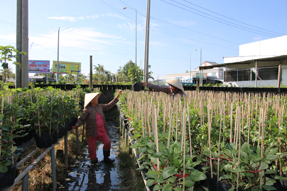 Kỳ vọng mùa hoa kiểng Tết - Ảnh 2. Kỳ vọng mùa hoa kiểng Tết - Ảnh 2.