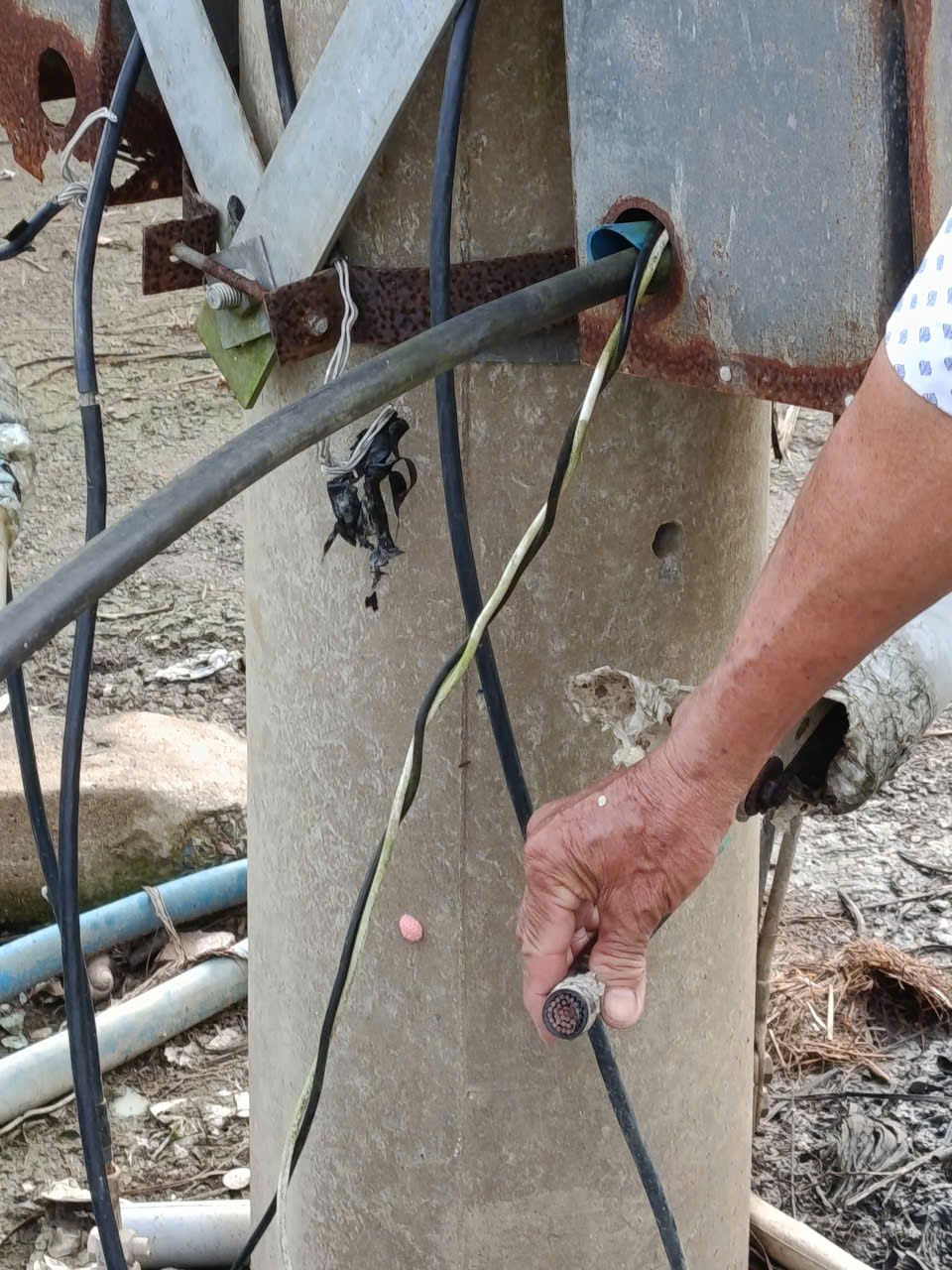 Người trồng thanh long ở Tây Ninh, Đồng Tháp khóc ròng vì rớt và bị trộm cắp - Ảnh 3.