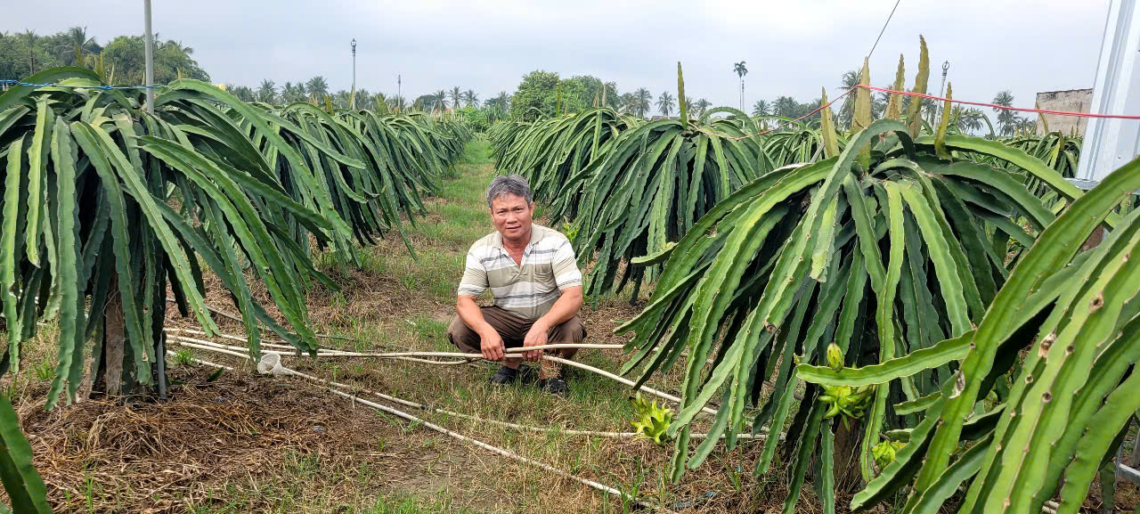 Người trồng thanh long ở Tây Ninh, Đồng Tháp khóc ròng vì rớt và bị trộm cắp - Ảnh 4.