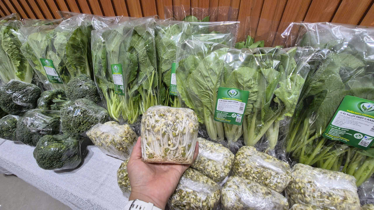 Rau thủy canh trồng ở TP HCM còn rẻ hơn rau chợ - Ảnh 2.