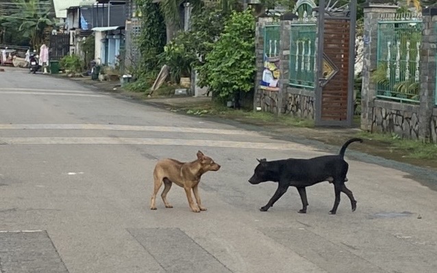 Ch&oacute; dại tuột x&iacute;ch cắn 3 người d&acirc;n ở Đ&agrave; Nẵng bị thương - Ảnh 2.
