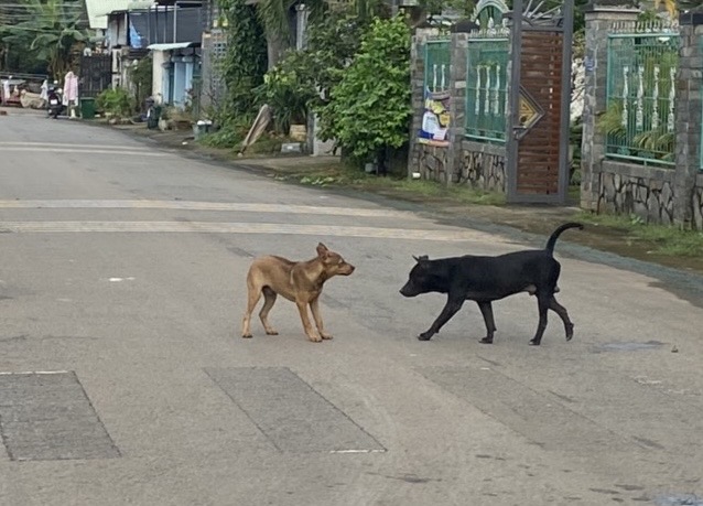 Chó dại cắn 3 người ở Đồng Nai - Ảnh 1.