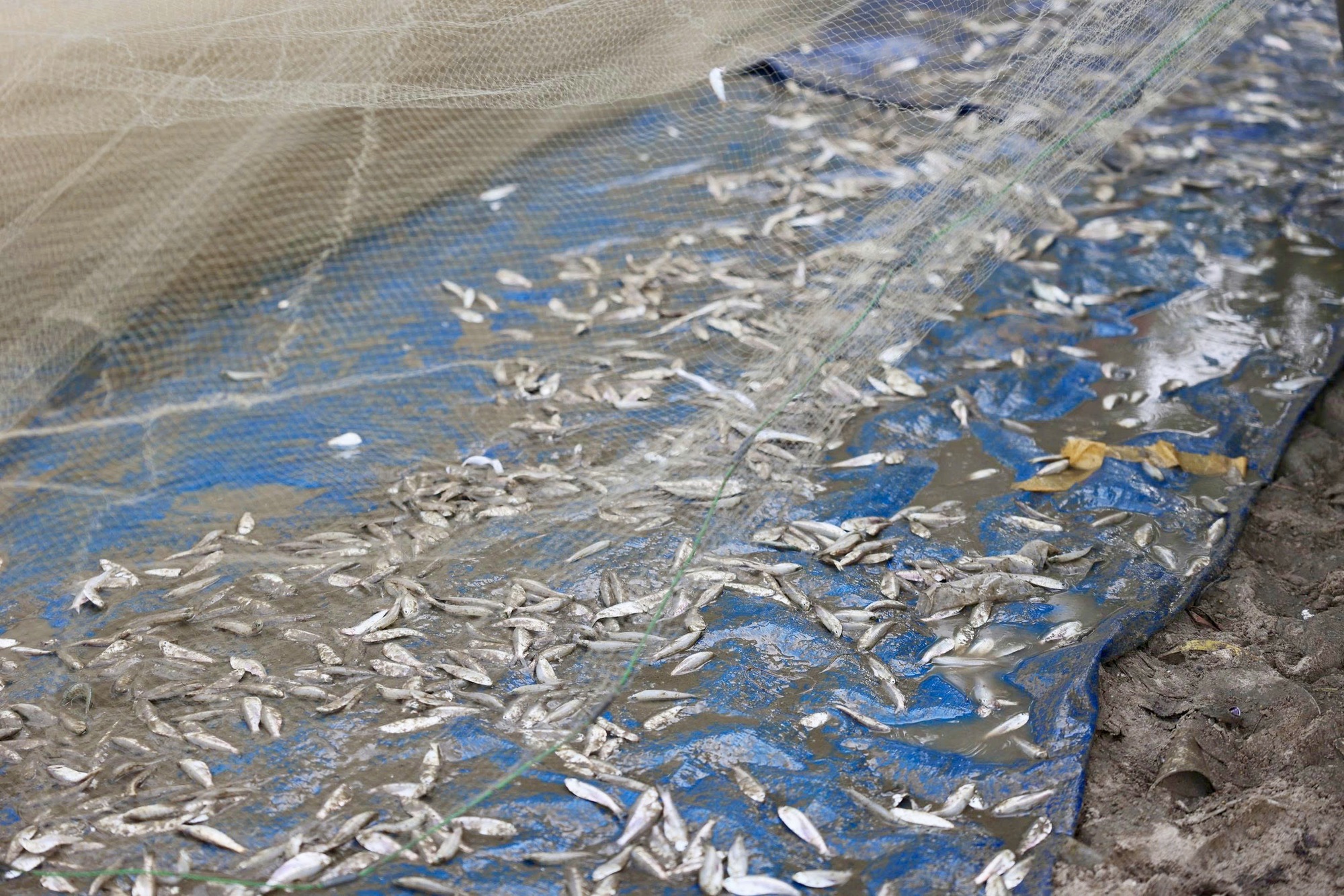 Ngư dân TP HCM trúng "lộc trời" mùa cá mai - Ảnh 4.